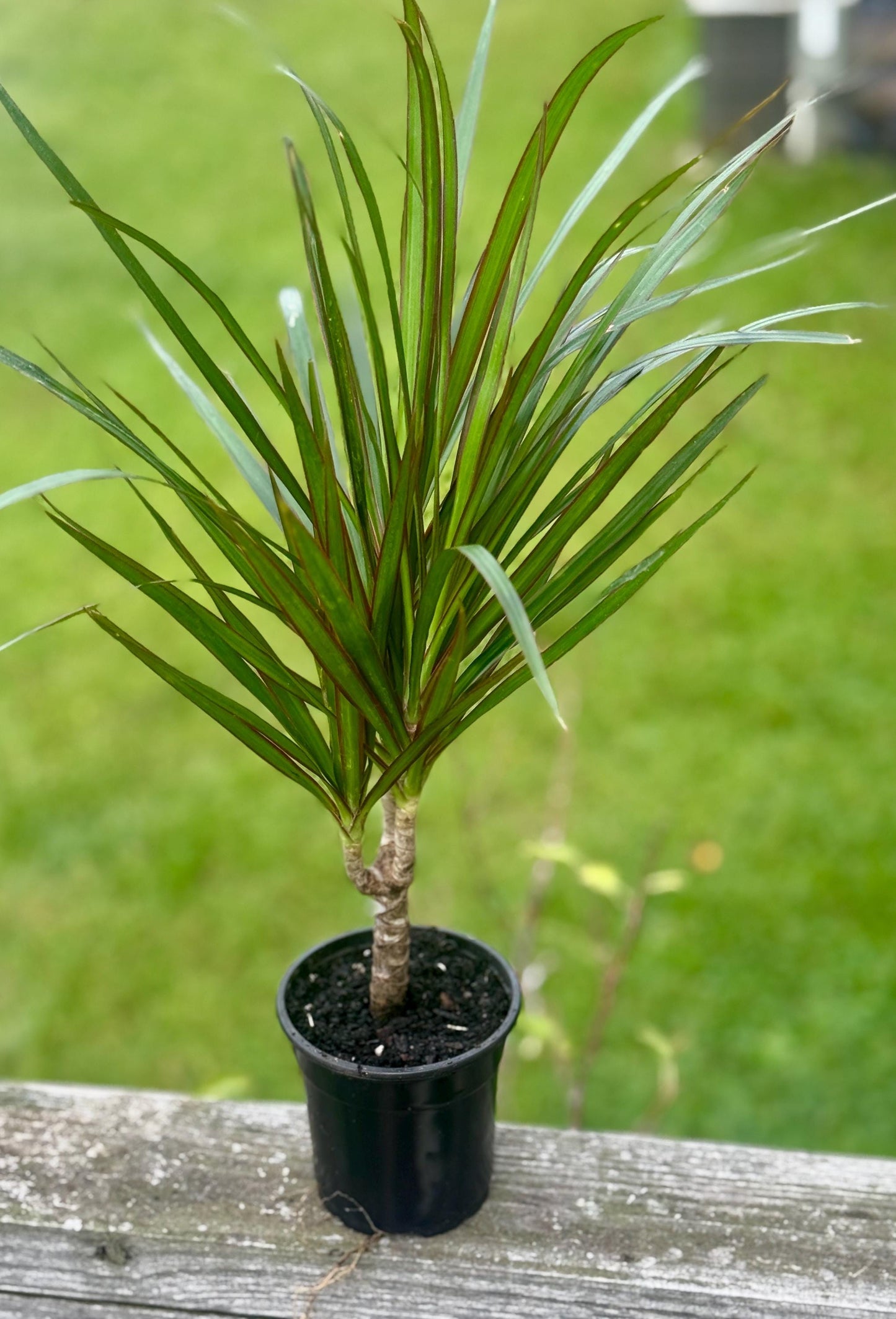 Dracaena Magenta – 6-10” Starter Plant