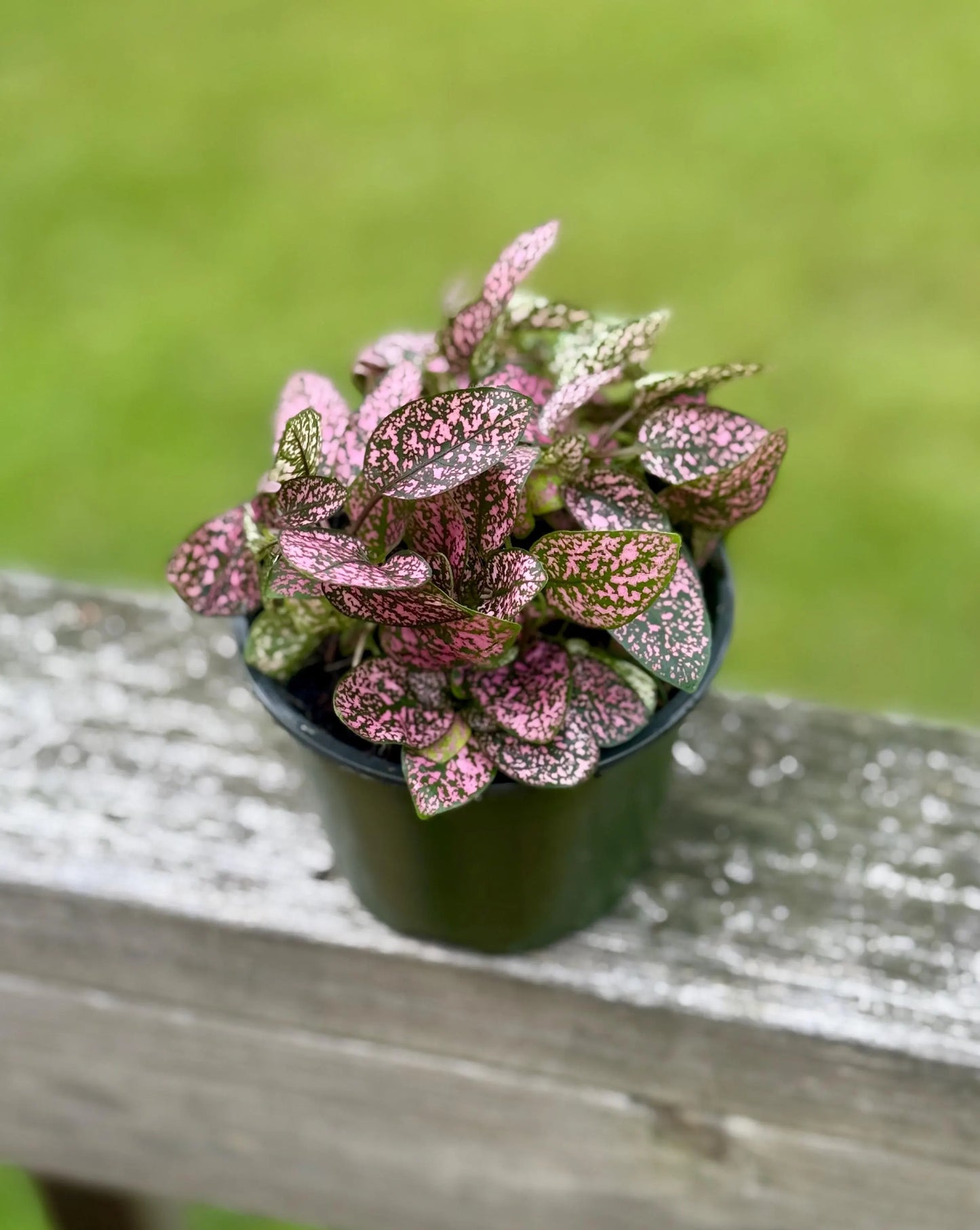 Polka Dot Plant | Pink Hypoestes | Colorful Live Houseplant