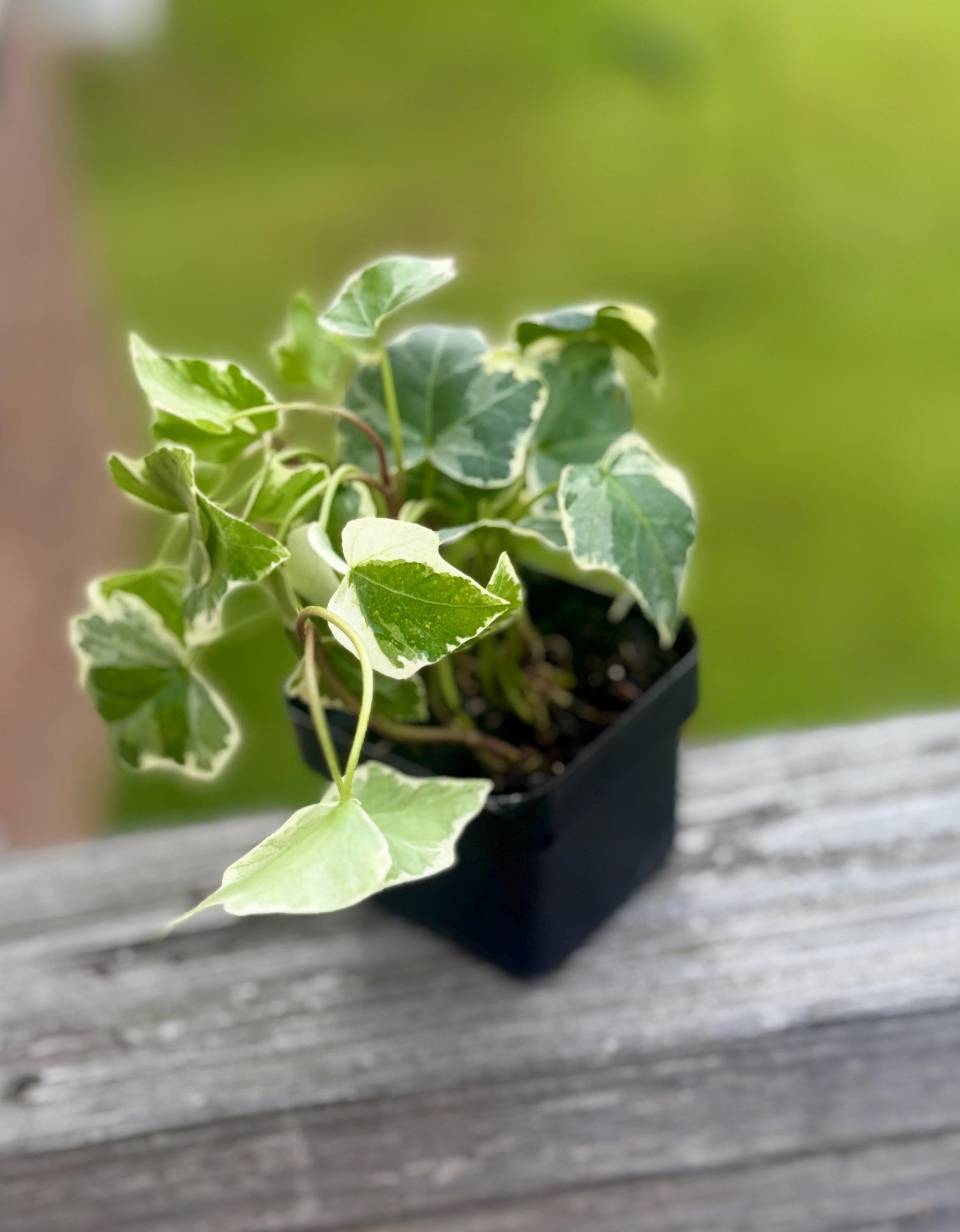 Glacier Ivy | Variegated Trailing English Ivy | 3” Fabric Nursery Pot