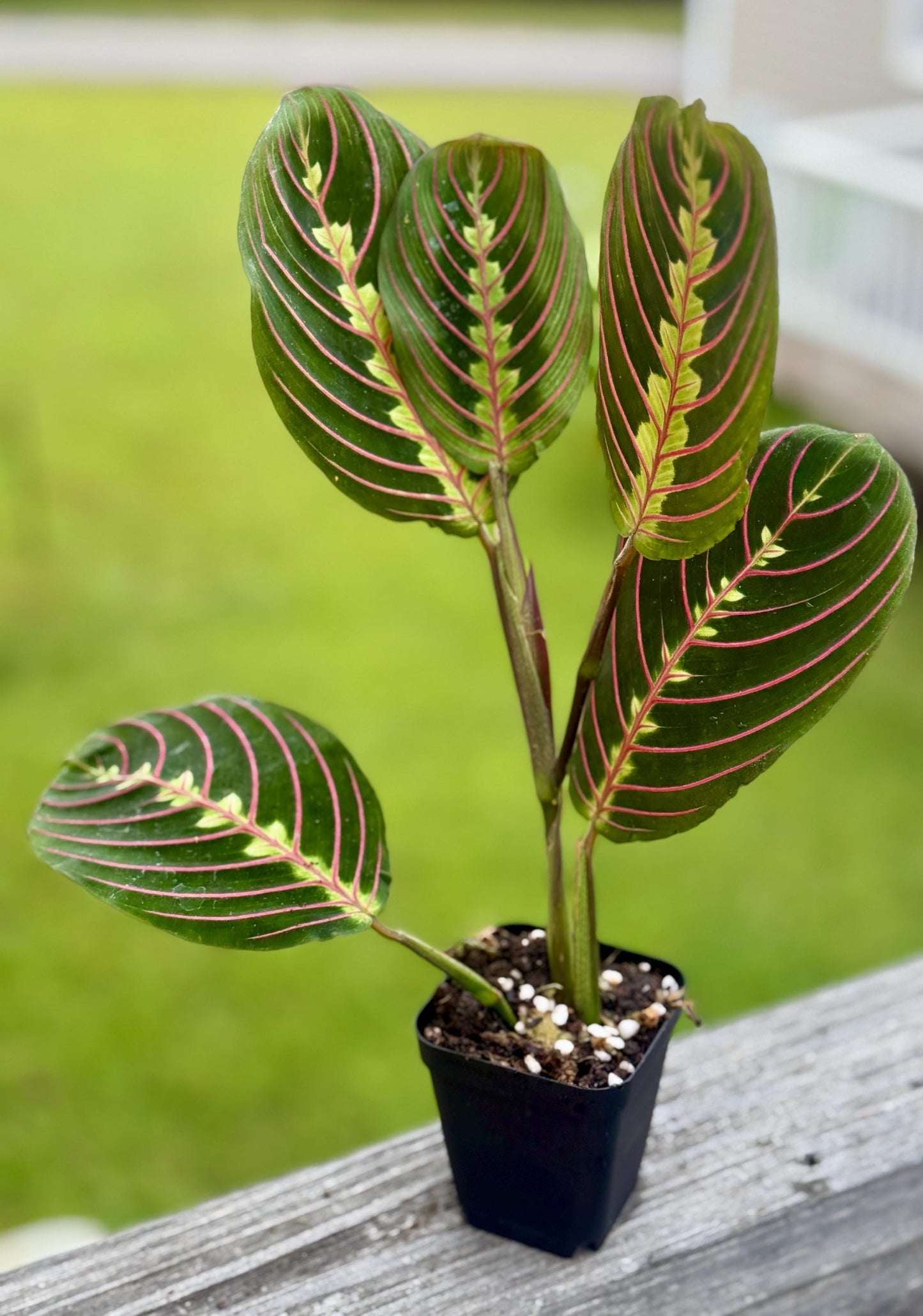 Red Maranta Prayer Plant | Folding Leaf Tropical | 3” Fabric Nursery Pot