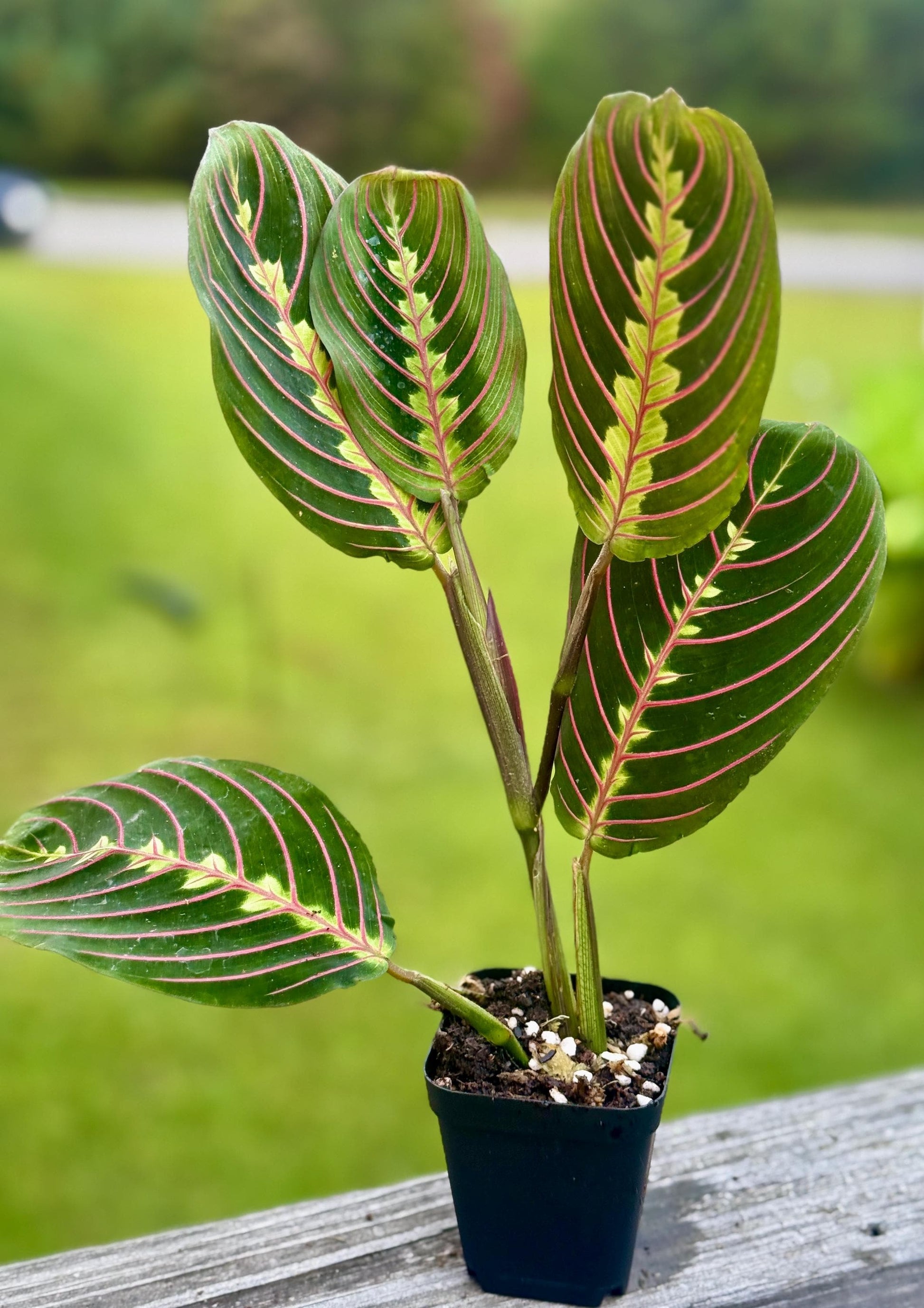 Red Maranta Prayer Plant | Folding Leaf Tropical | 3” Fabric Nursery Pot