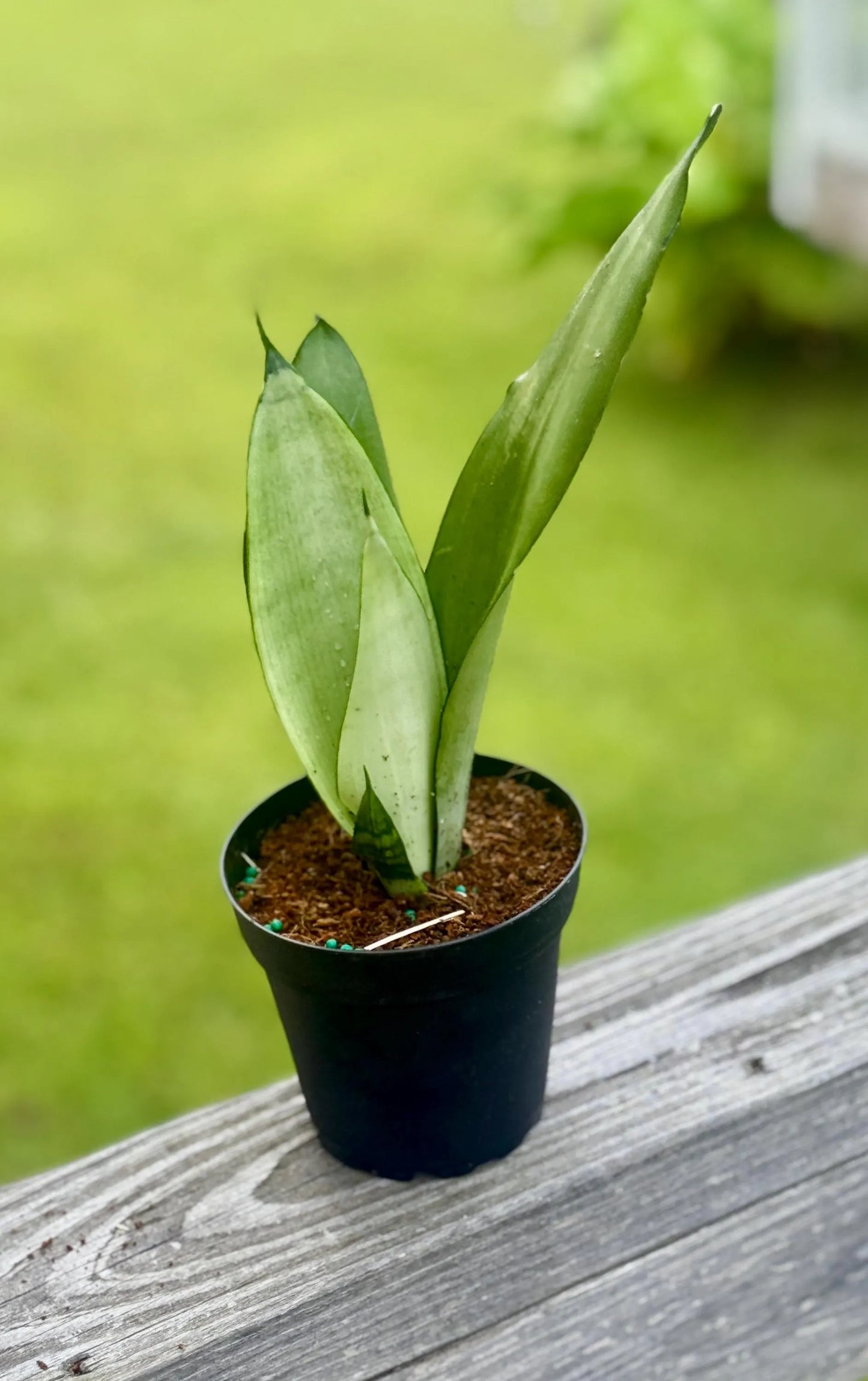 Snake Plant ‘Moonshine’ | Silver Sansevieria | 3-6”