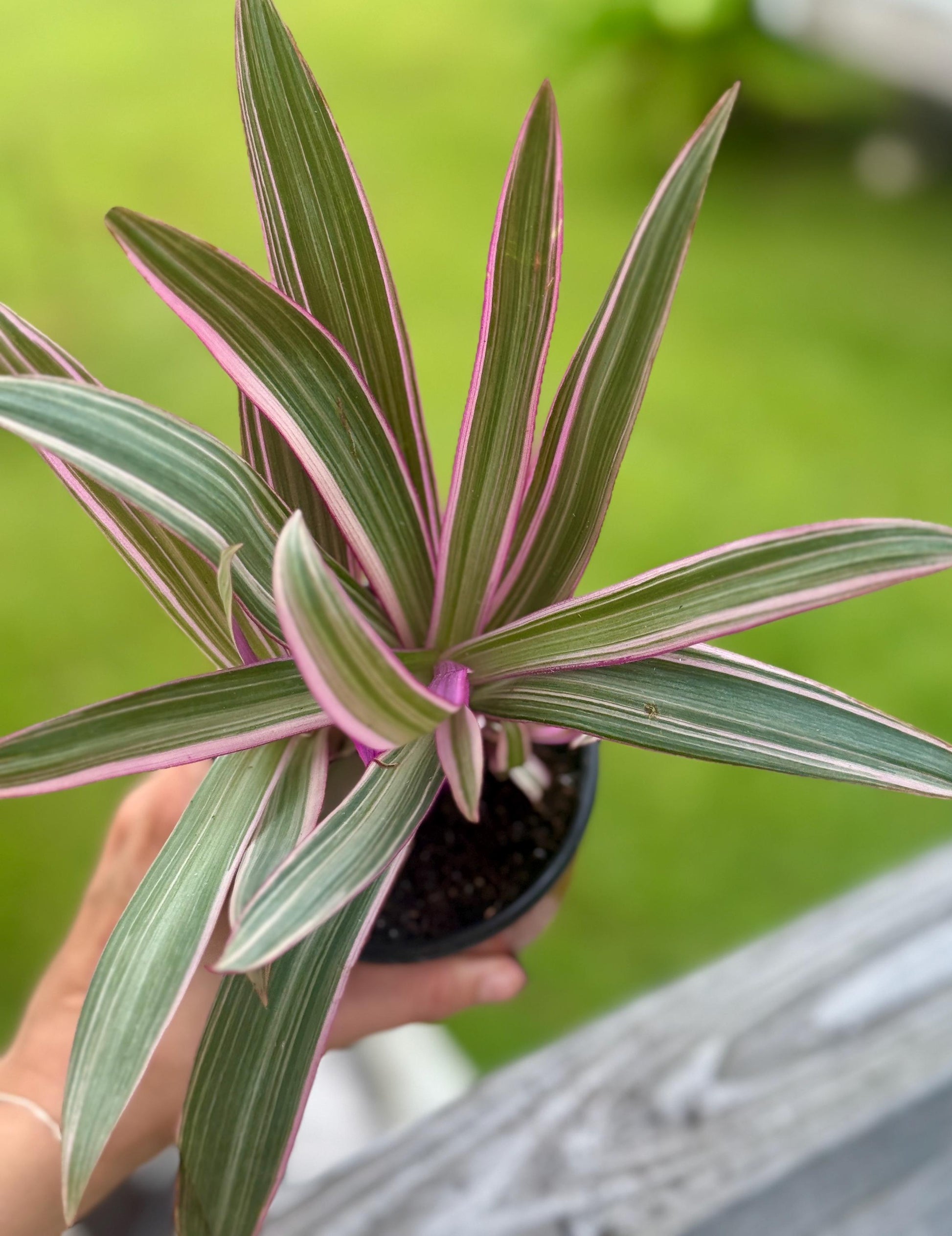 Moses in the Cradle | Tradescantia spathacea Oyster Plant | 3” Fabric Nursery Pot