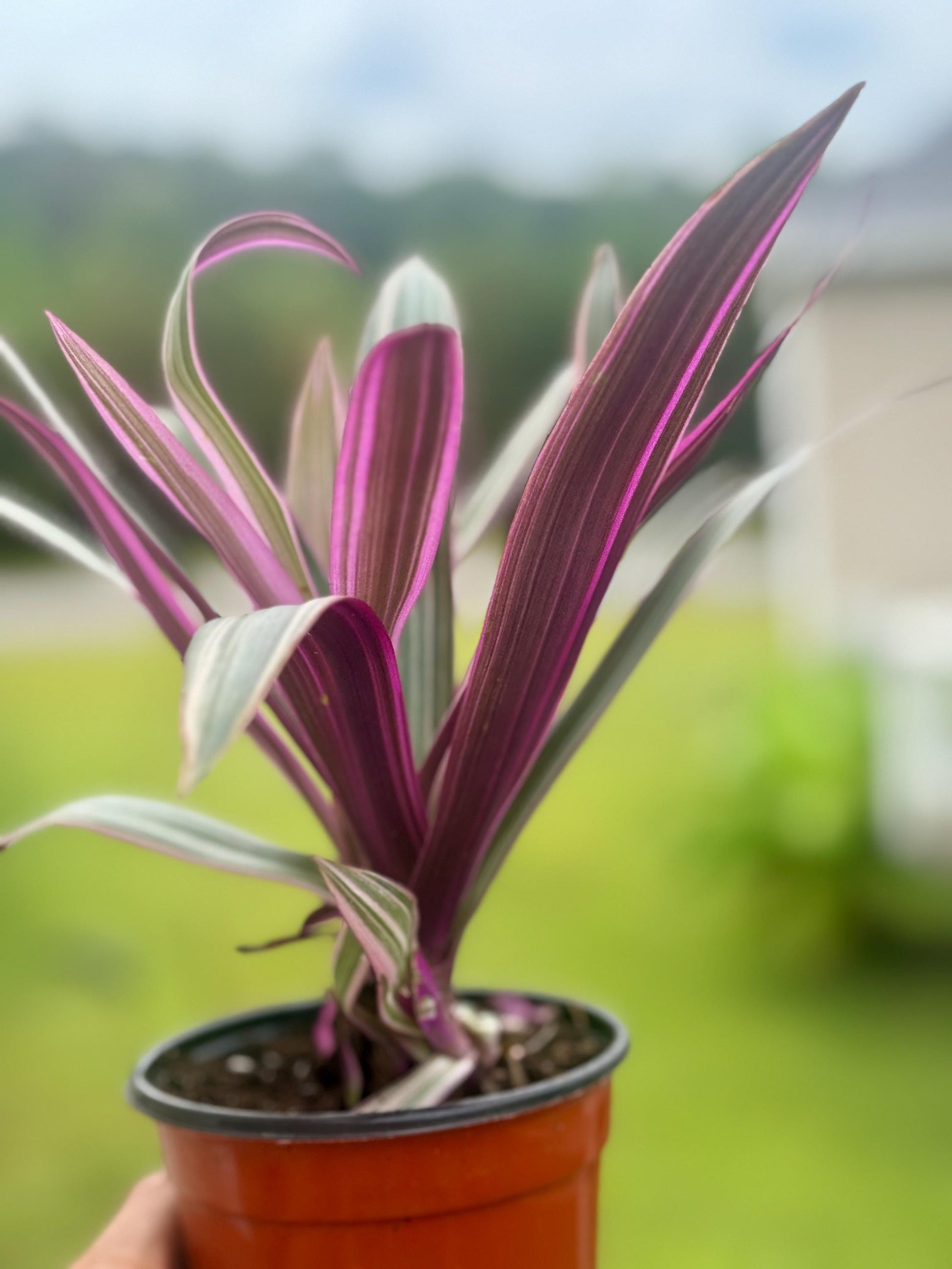 Moses in the Cradle | Tradescantia spathacea Oyster Plant | 3” Fabric Nursery Pot