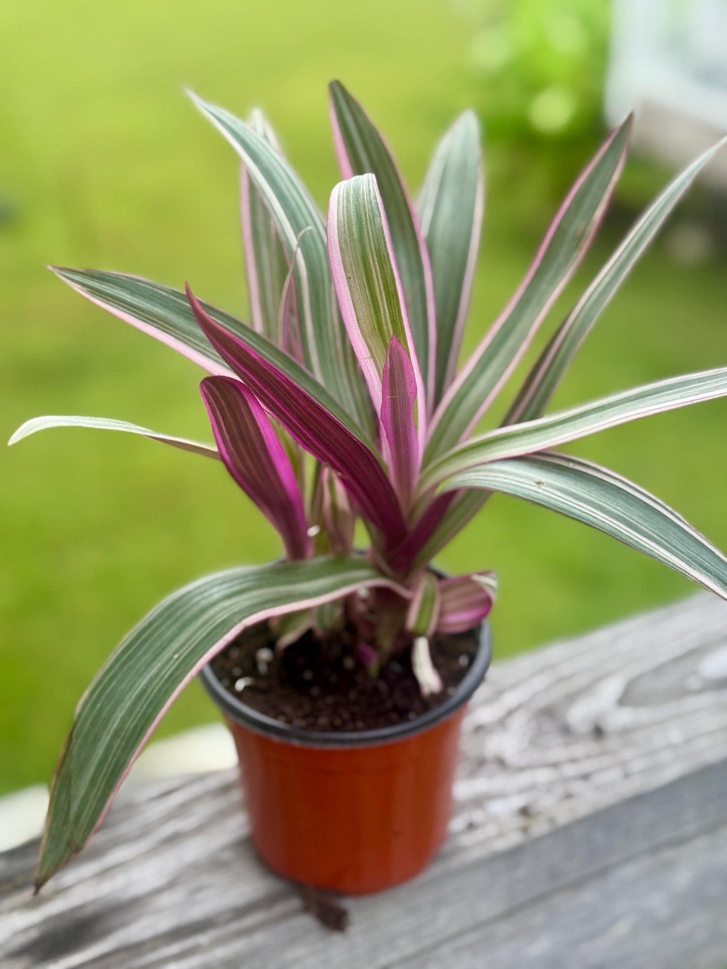 Moses in the Cradle | Tradescantia spathacea Oyster Plant | 3” Fabric Nursery Pot