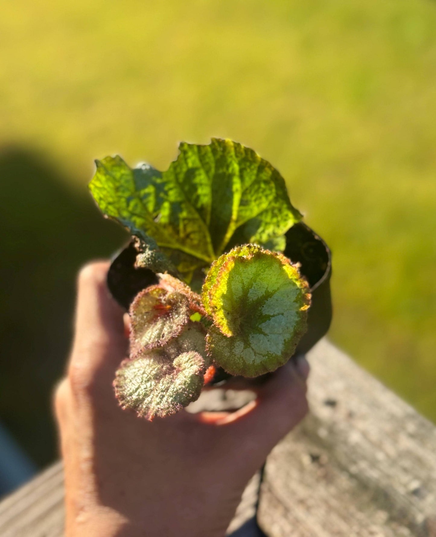Escargot Begonia Rex (Starter Plant, 2–4”) – Shipped in Fabric Pot
