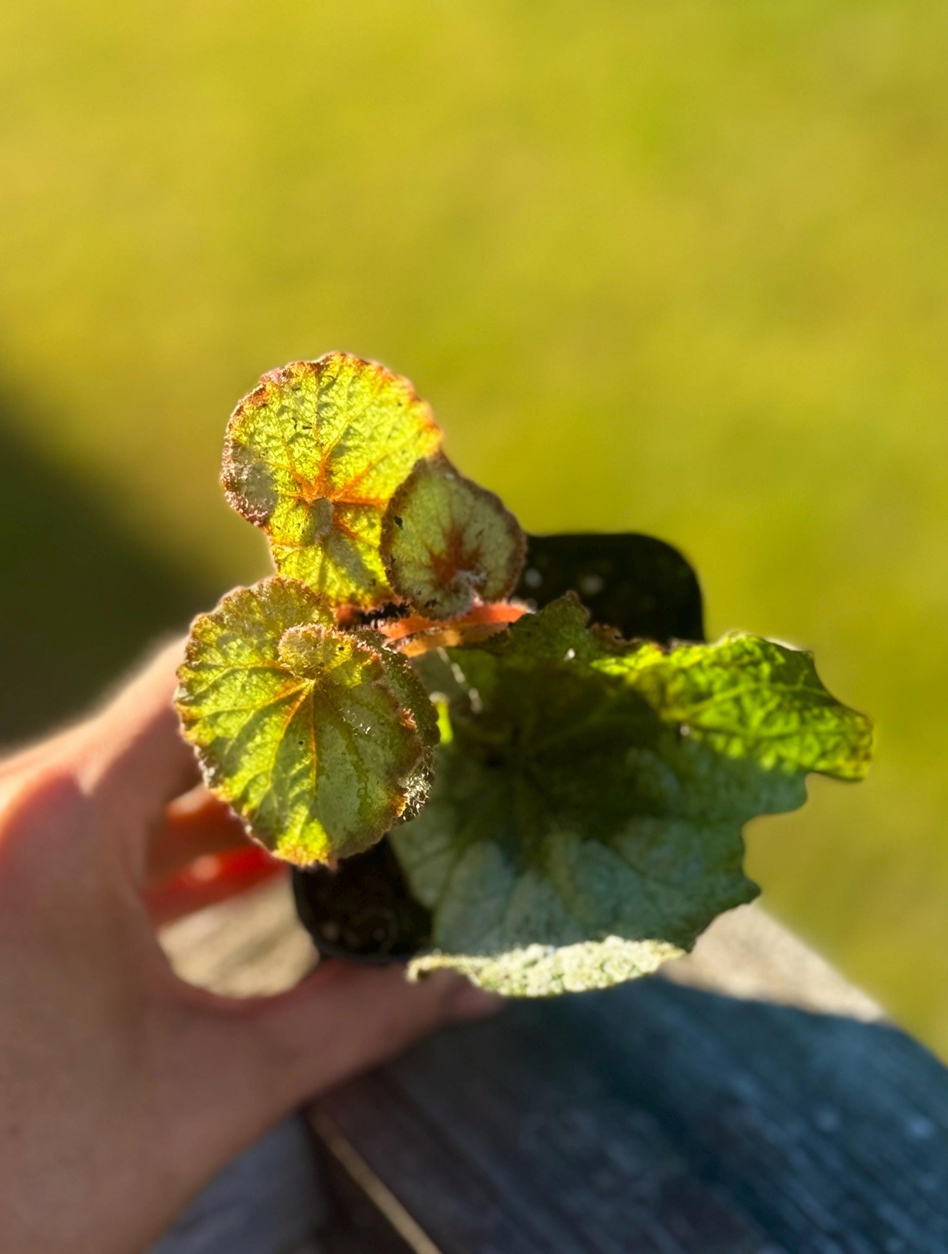 Escargot Begonia Rex (Starter Plant, 2–4”) – Shipped in Fabric Pot