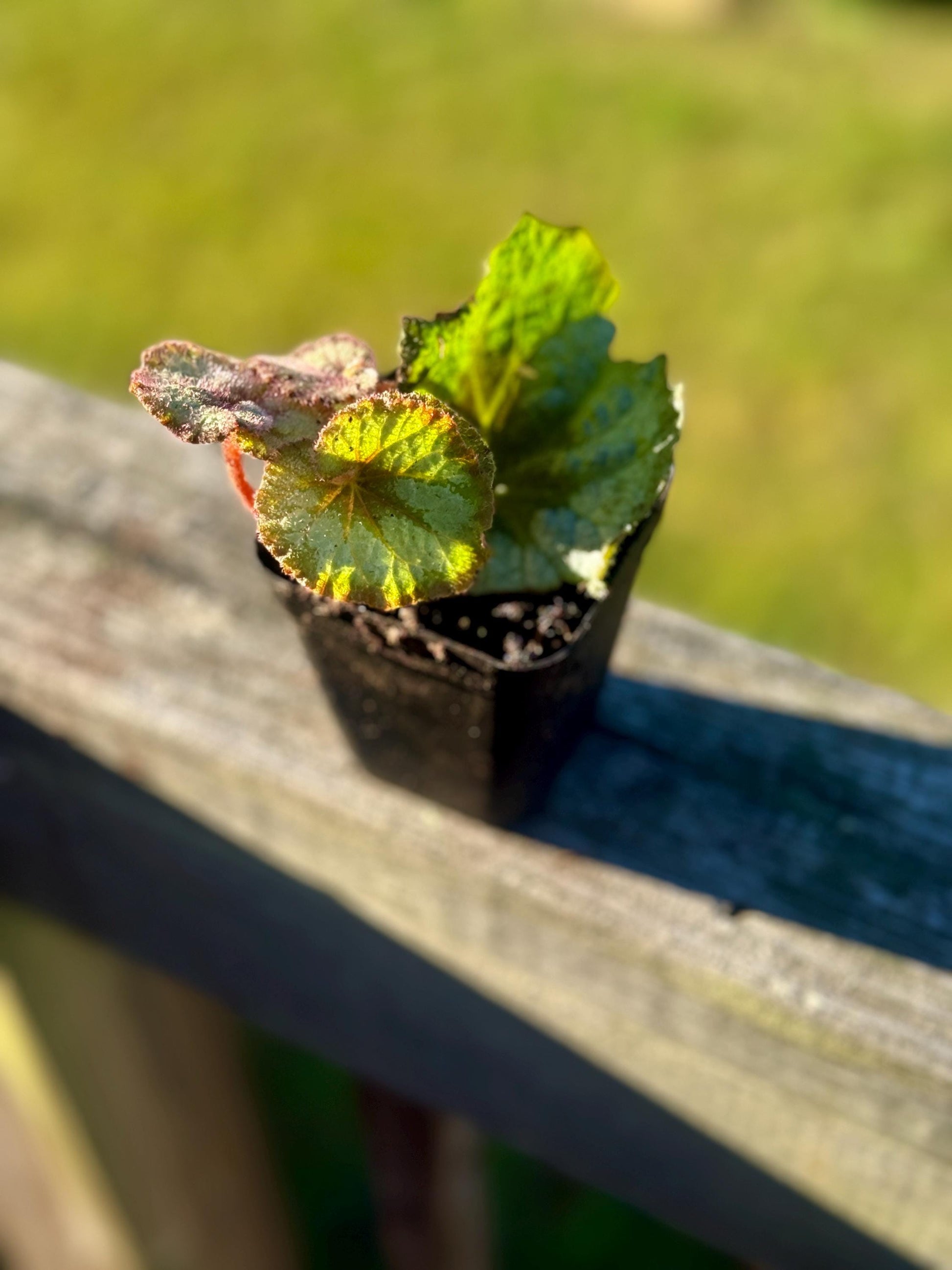 Escargot Begonia Rex (Starter Plant, 2–4”) – Shipped in Fabric Pot