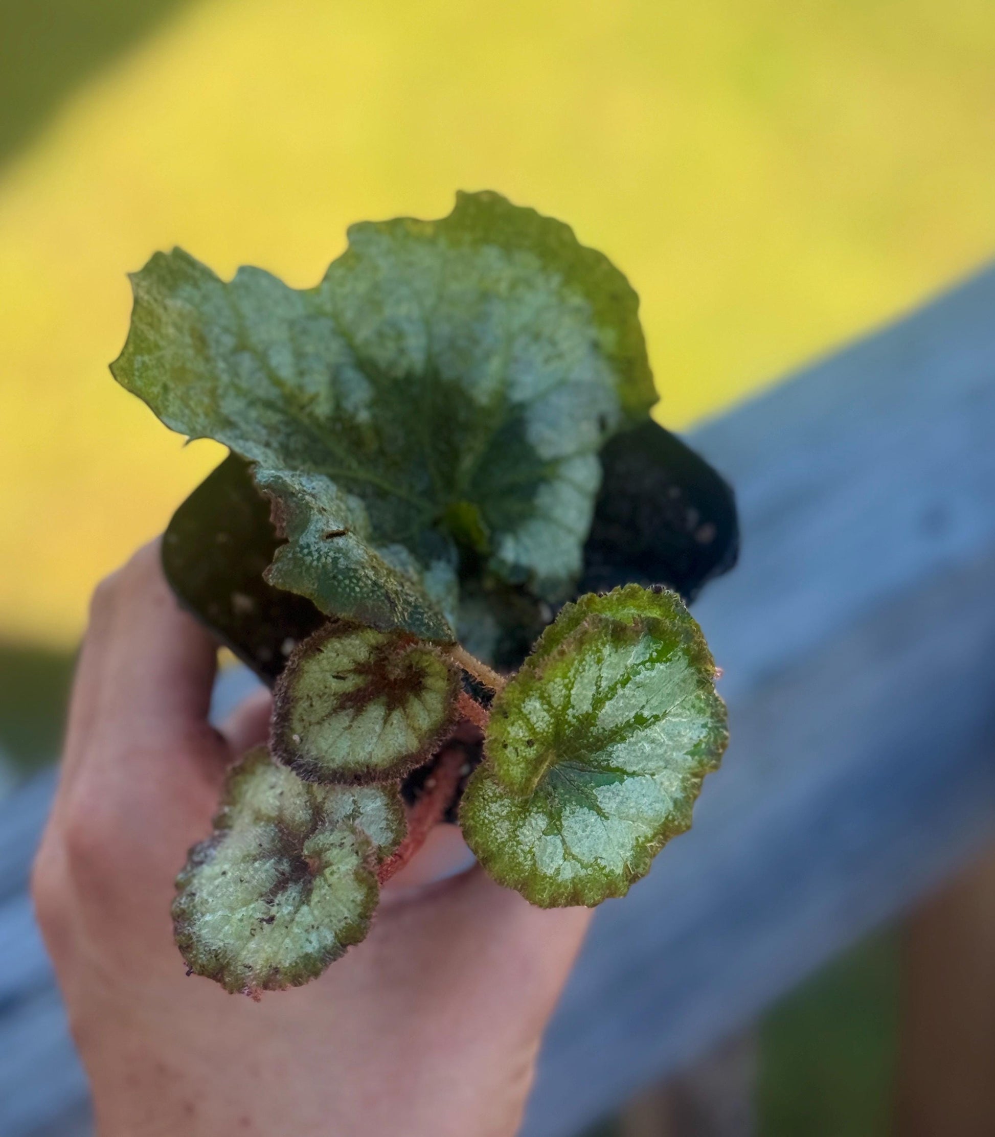 Escargot Begonia Rex (Starter Plant, 2–4”) – Shipped in Fabric Pot