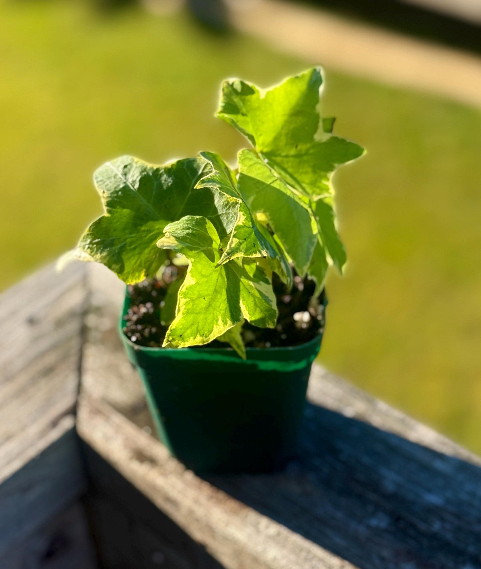 Hedera Ivy ‘Yellow Ripple’ (Starter Plant, 2–3”) – Shipped in Fabric Pot
