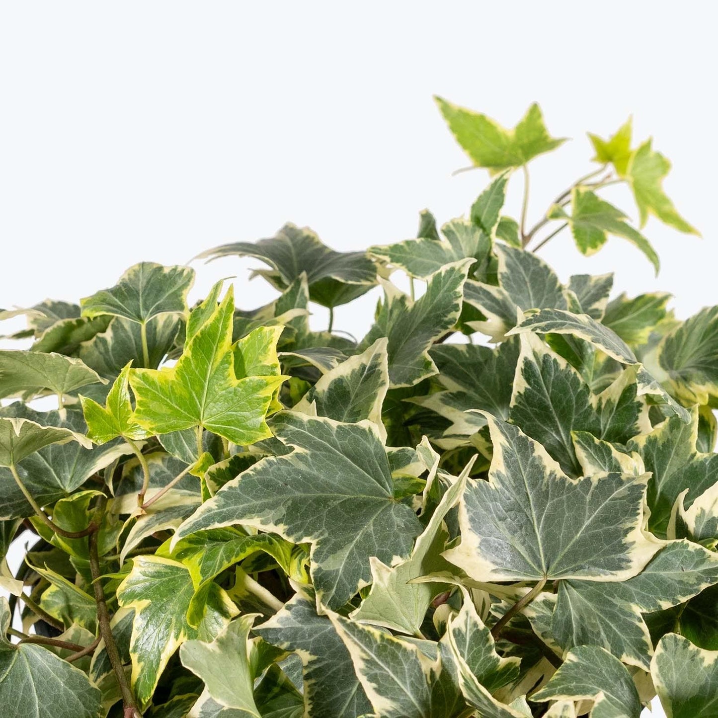 Hedera Ivy ‘Yellow Ripple’ (Starter Plant, 2–3”) – Shipped in Fabric Pot