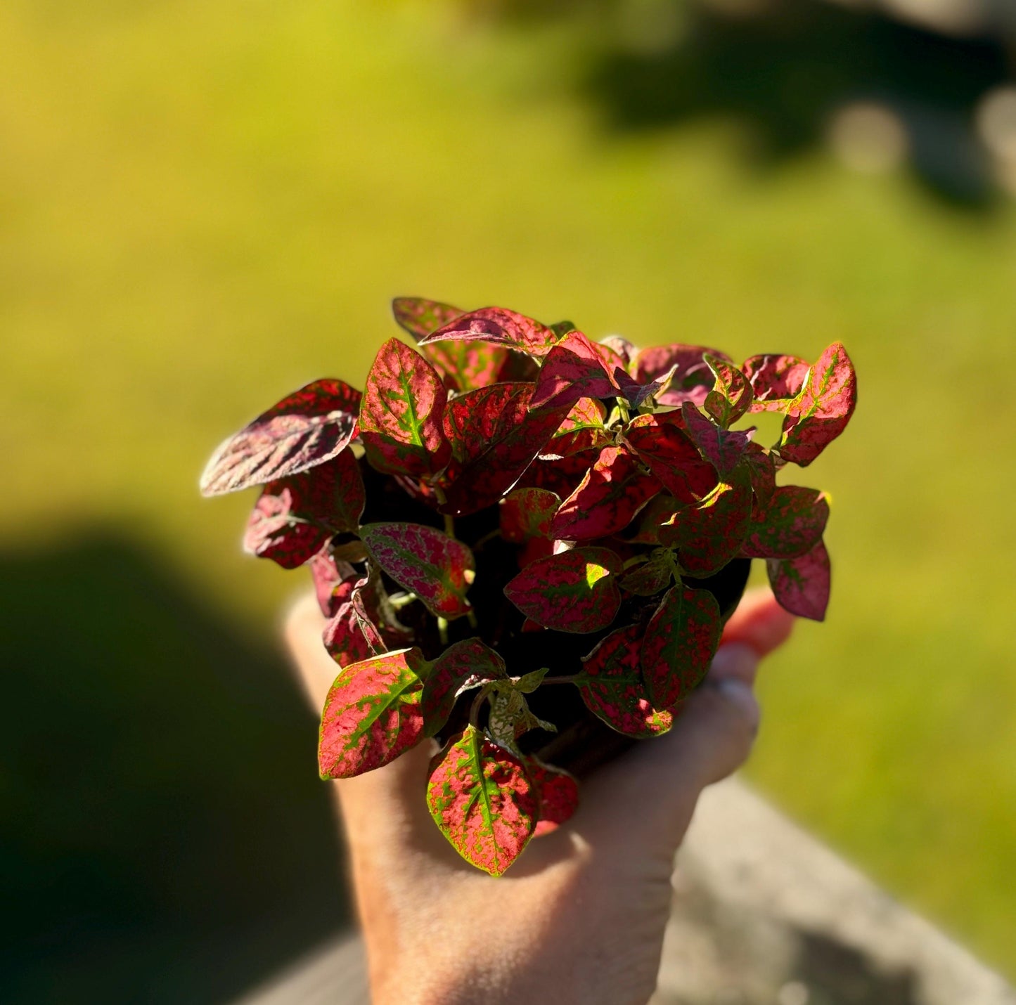 Starter Polka Dot Plant | Red Hypoestes | Colorful Live Houseplant