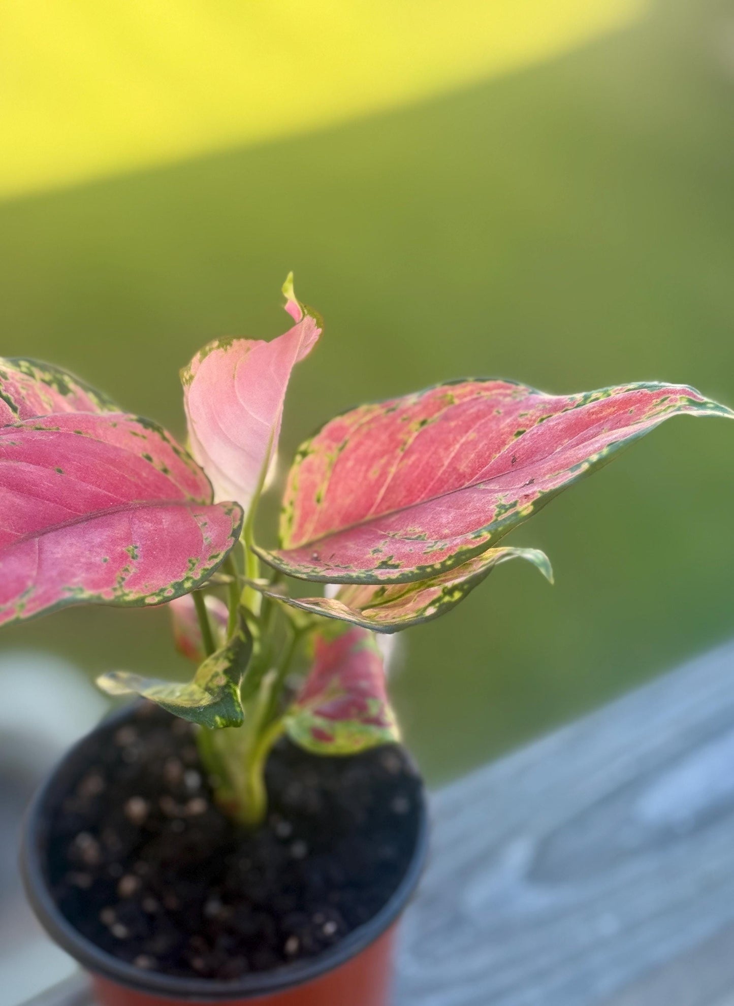 Aglaonema Siam Red – Pink & Green Chinese Evergreen Starter Plant