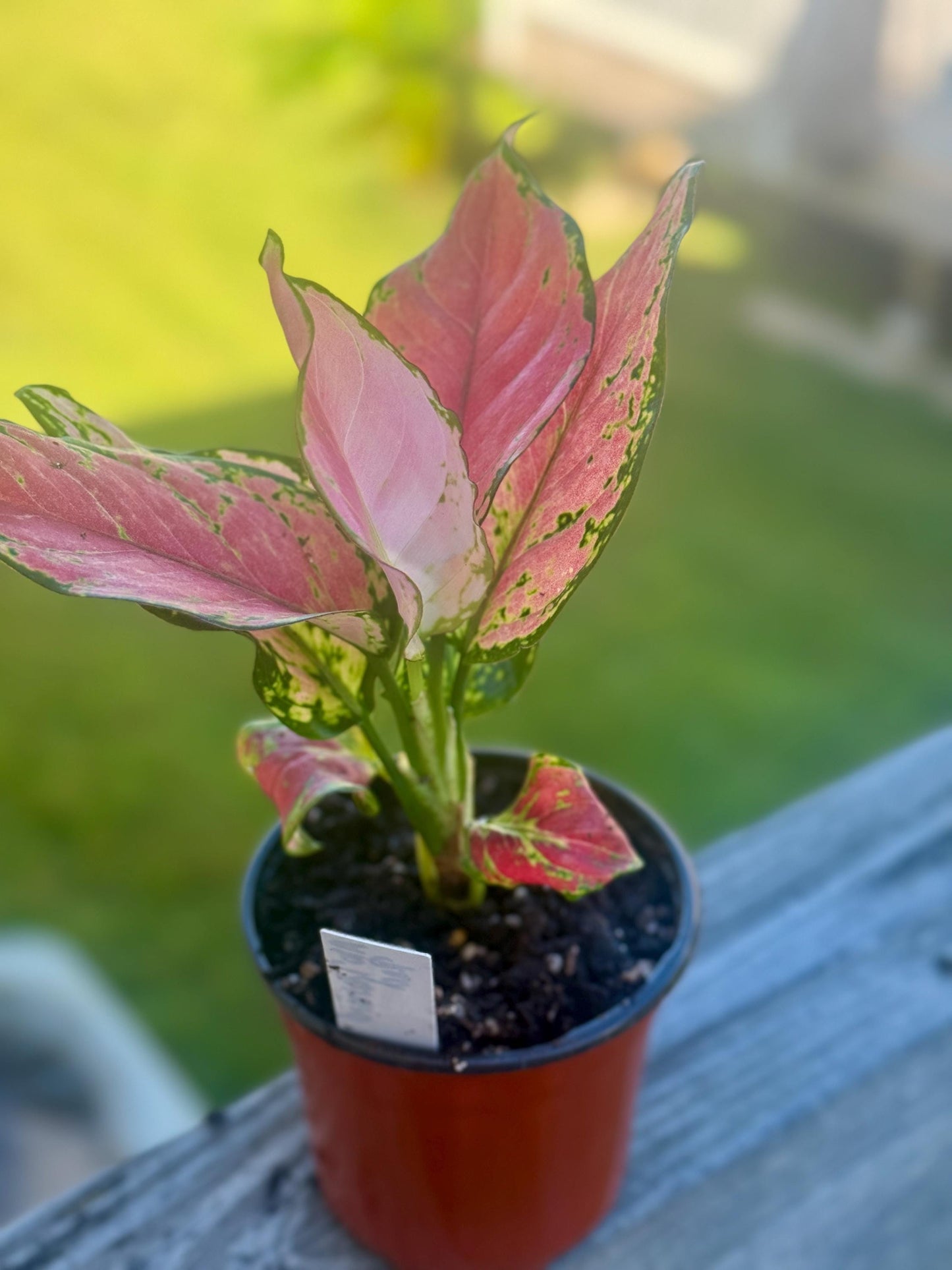 Aglaonema Siam Red – Pink & Green Chinese Evergreen Starter Plant