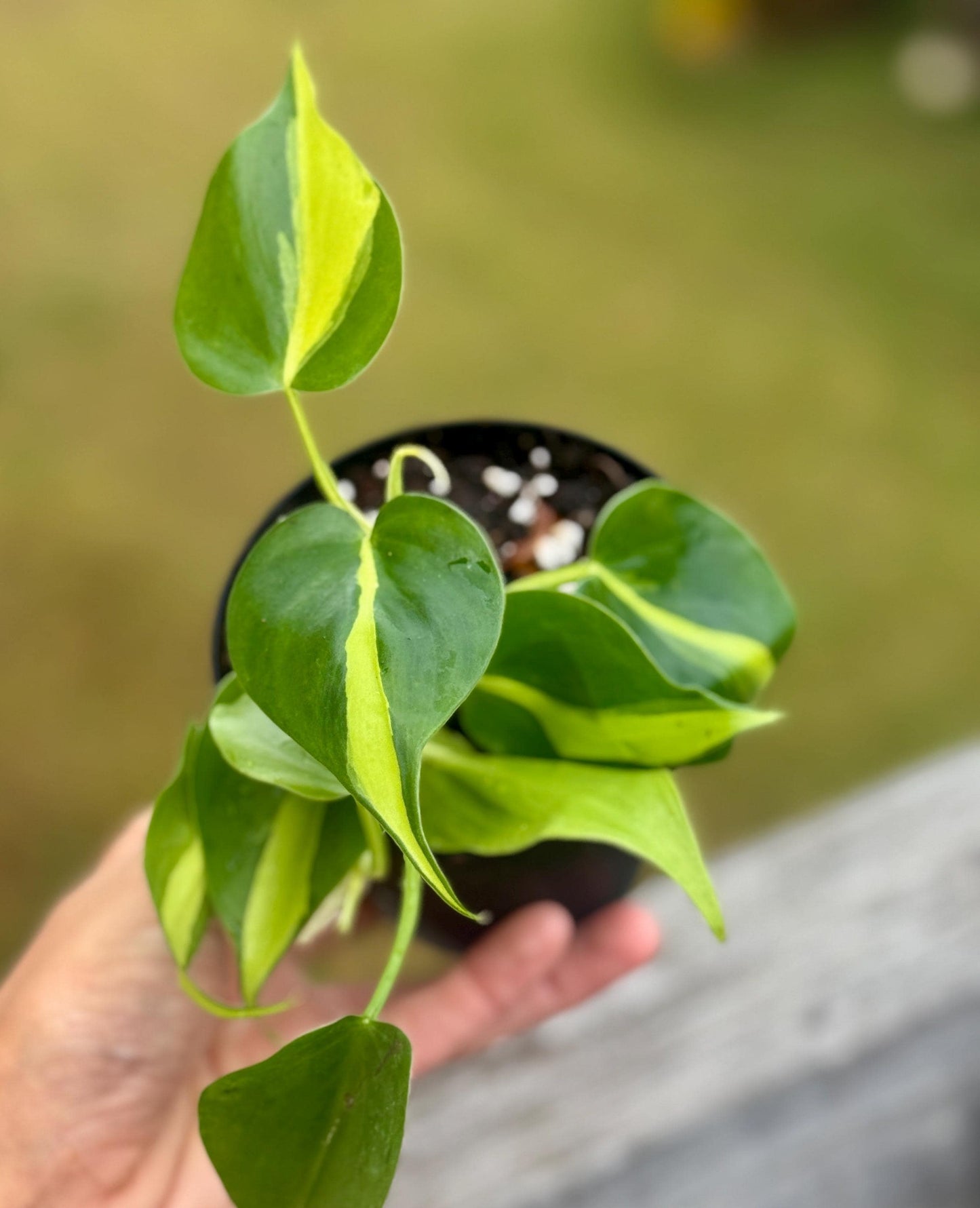 Live Philodendron ‘Brasil’ Starter Plant (2–4”)