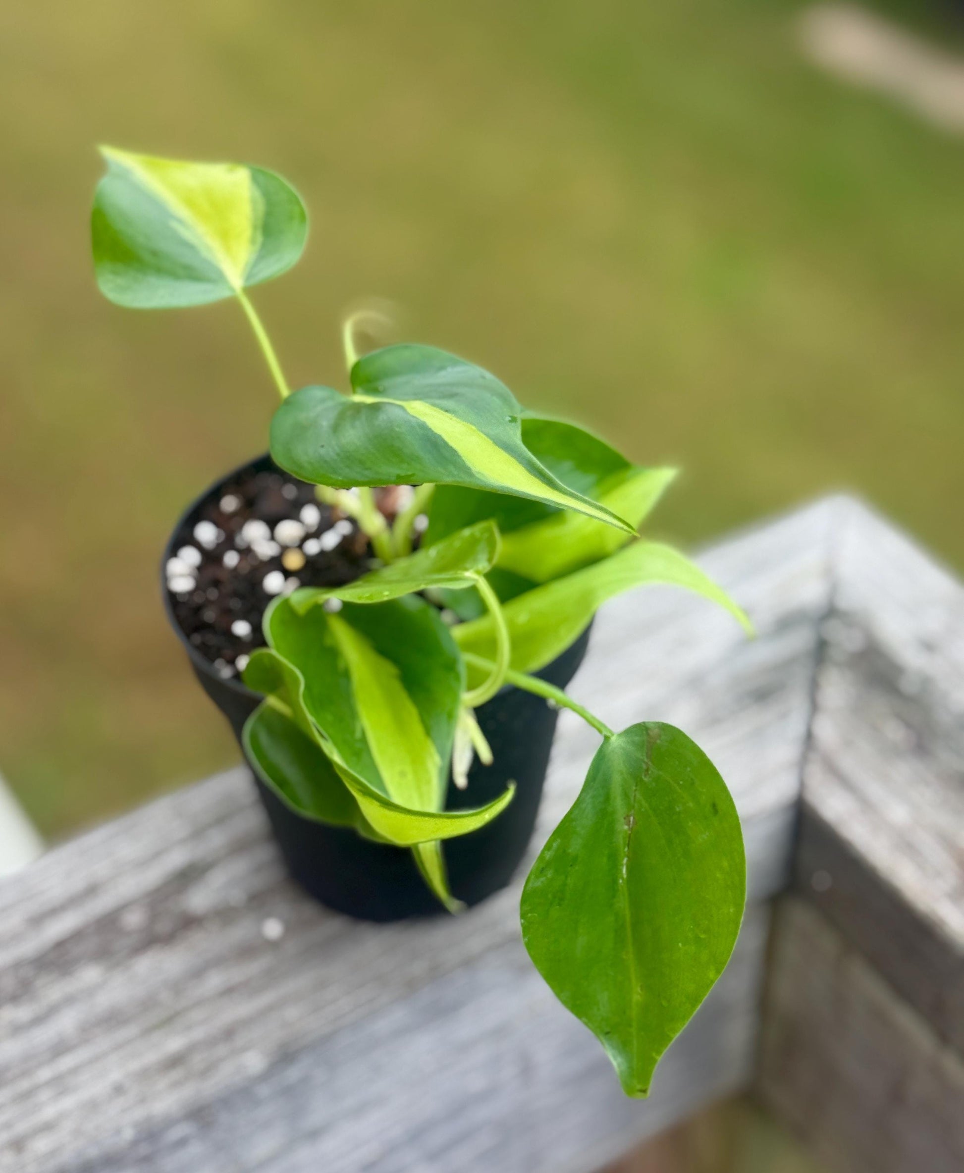 Live Philodendron ‘Brasil’ Starter Plant (2–4”)