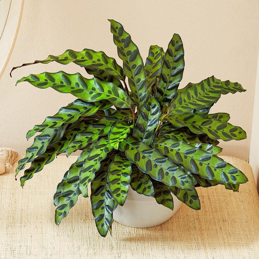 Live Calathea Rattlesnake Starter (4–6”)