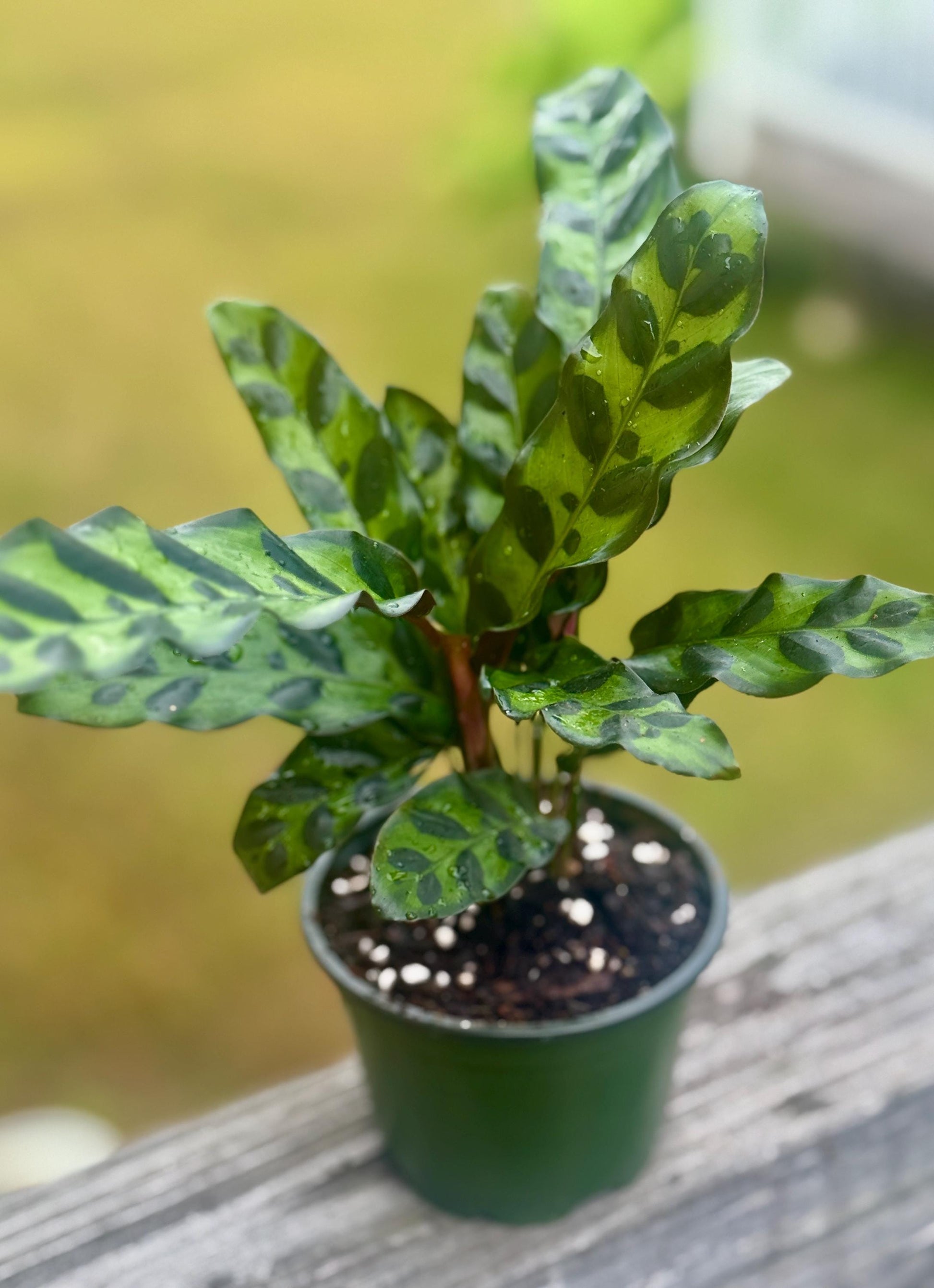 Live Calathea Rattlesnake Starter (4–6”)