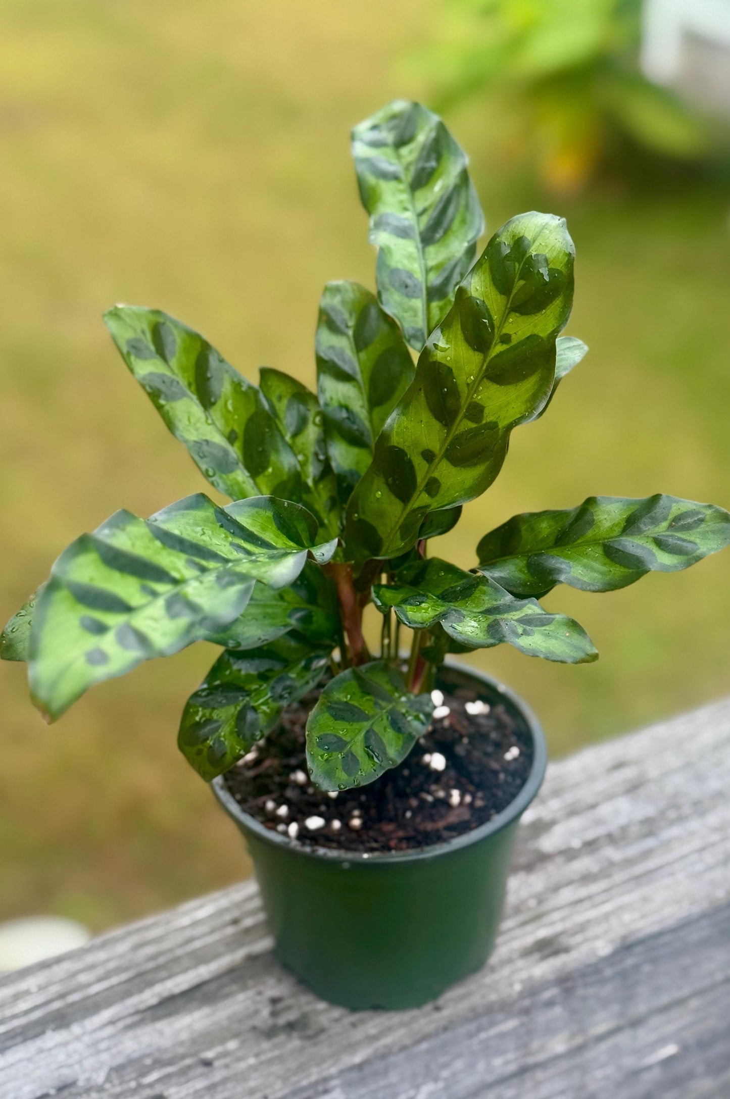 Live Calathea Rattlesnake Starter (4–6”)