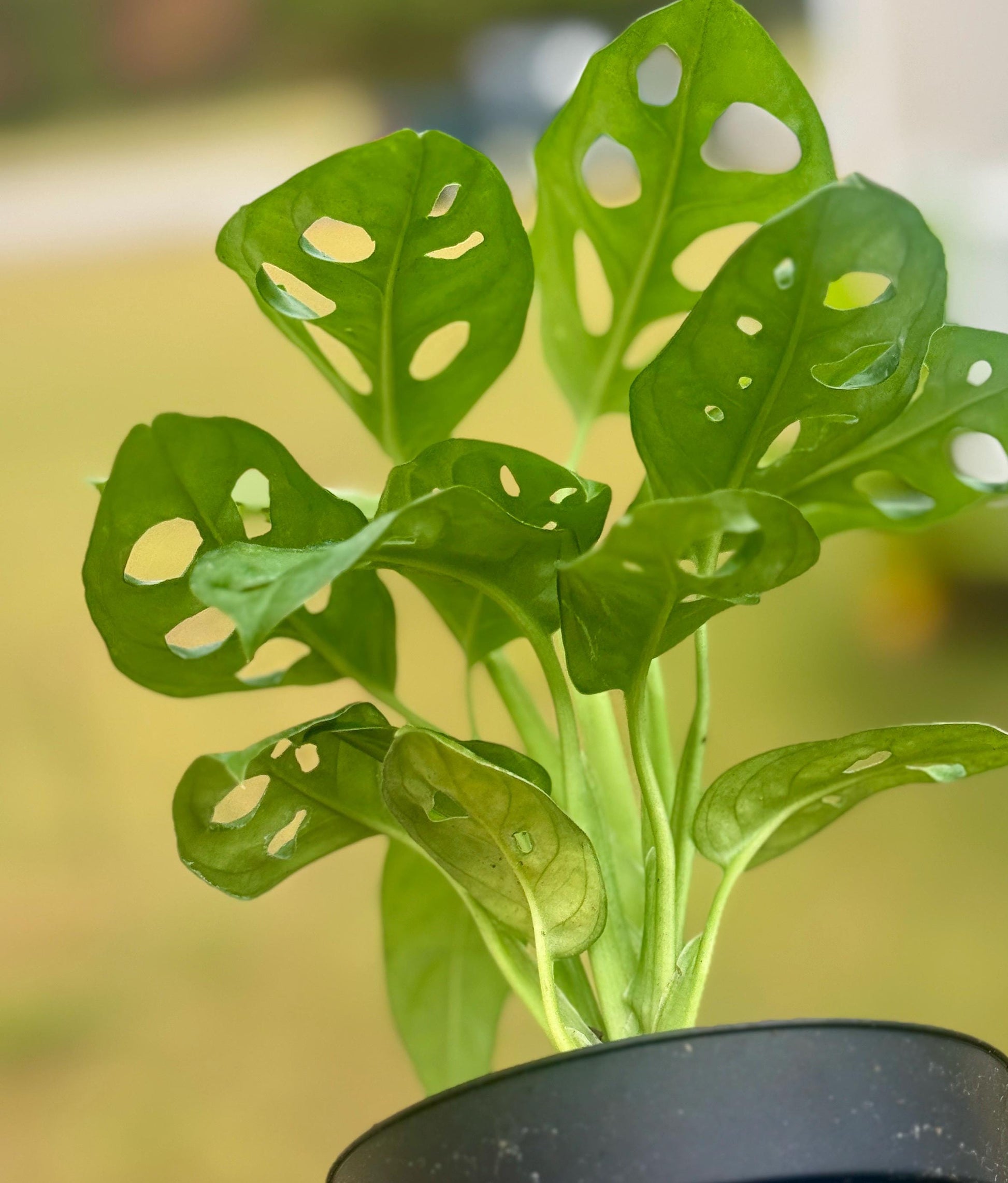 Live Monstera Adansonii ‘Swiss Cheese’ Starter (3–6”)