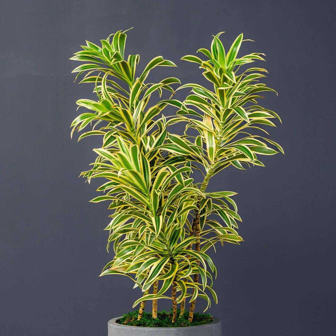 Live Dracaena ‘Song of India’ Starter Plant (4-5”)
