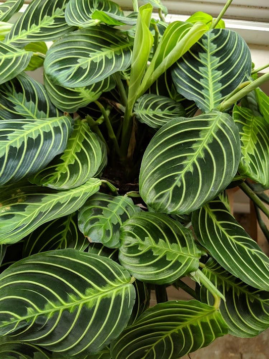 Maranta leuconeura ‘Lemon Lime’ — Prayer Plant Starter (5–8”)