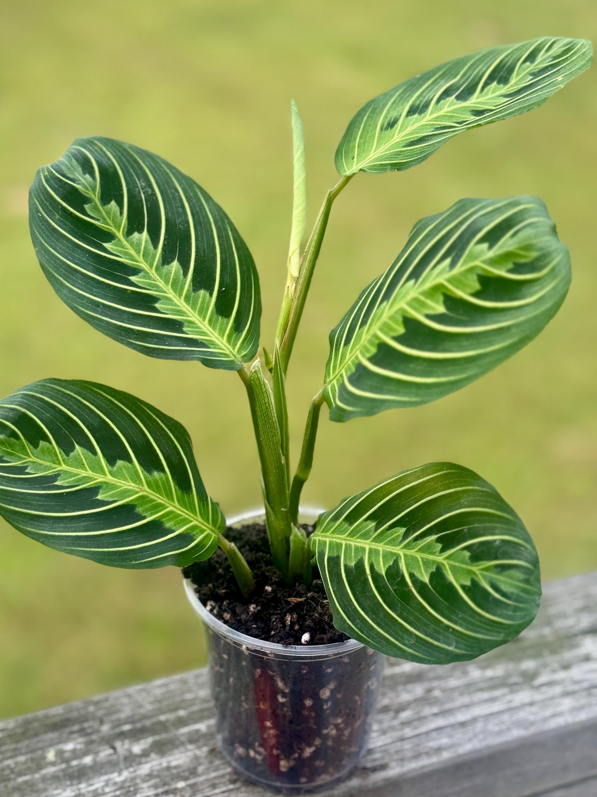 Maranta leuconeura ‘Lemon Lime’ — Prayer Plant Starter (5–8”)