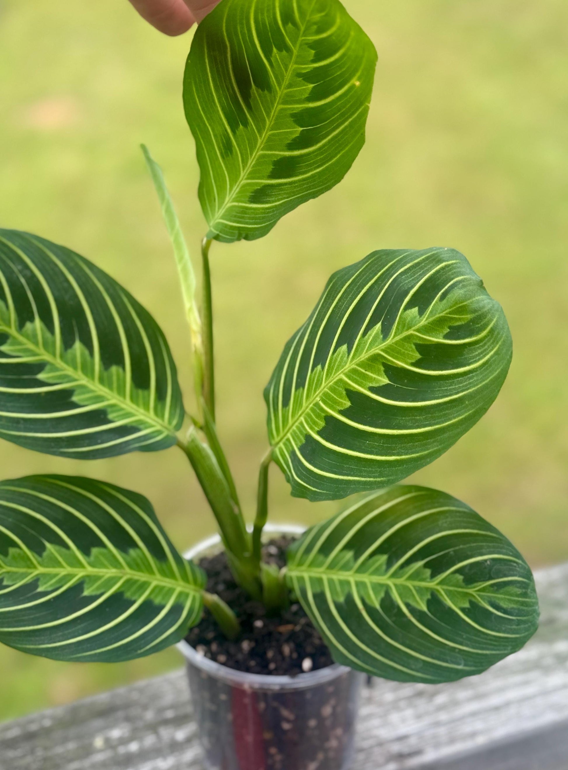 Maranta leuconeura ‘Lemon Lime’ — Prayer Plant Starter (5–8”)