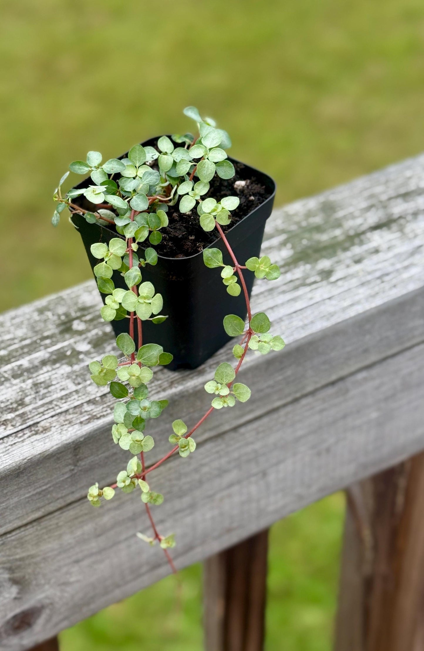 Nettle ‘Silver Sparkle’ — Starter Plant (2.7” Pot)