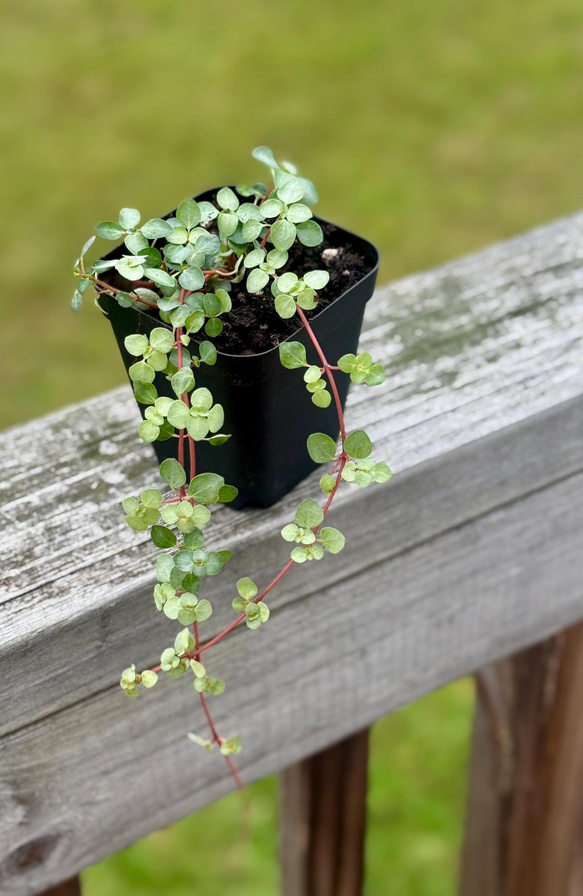 Nettle ‘Silver Sparkle’ — Starter Plant (2.7” Pot)