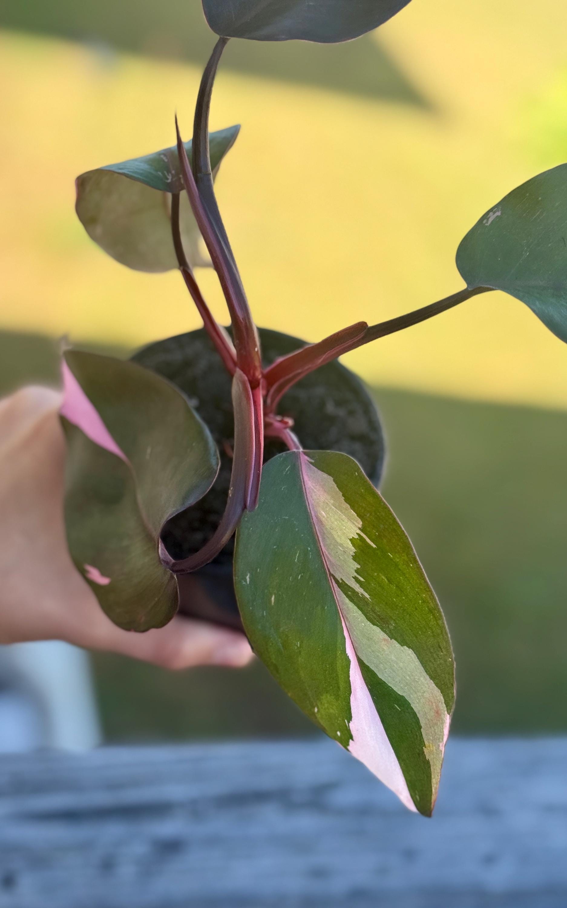 Live Pink Princess Philodendron Starter Plant (3–6”)