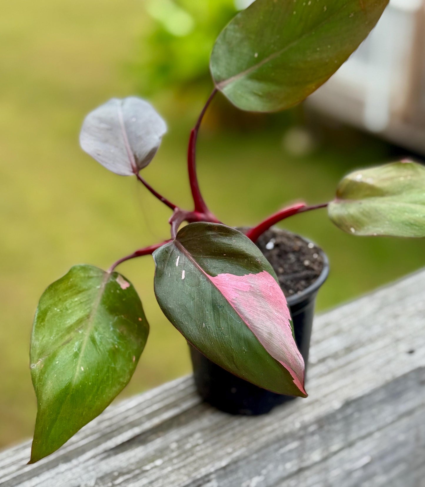 Live Pink Princess Philodendron Starter Plant (3–6”)