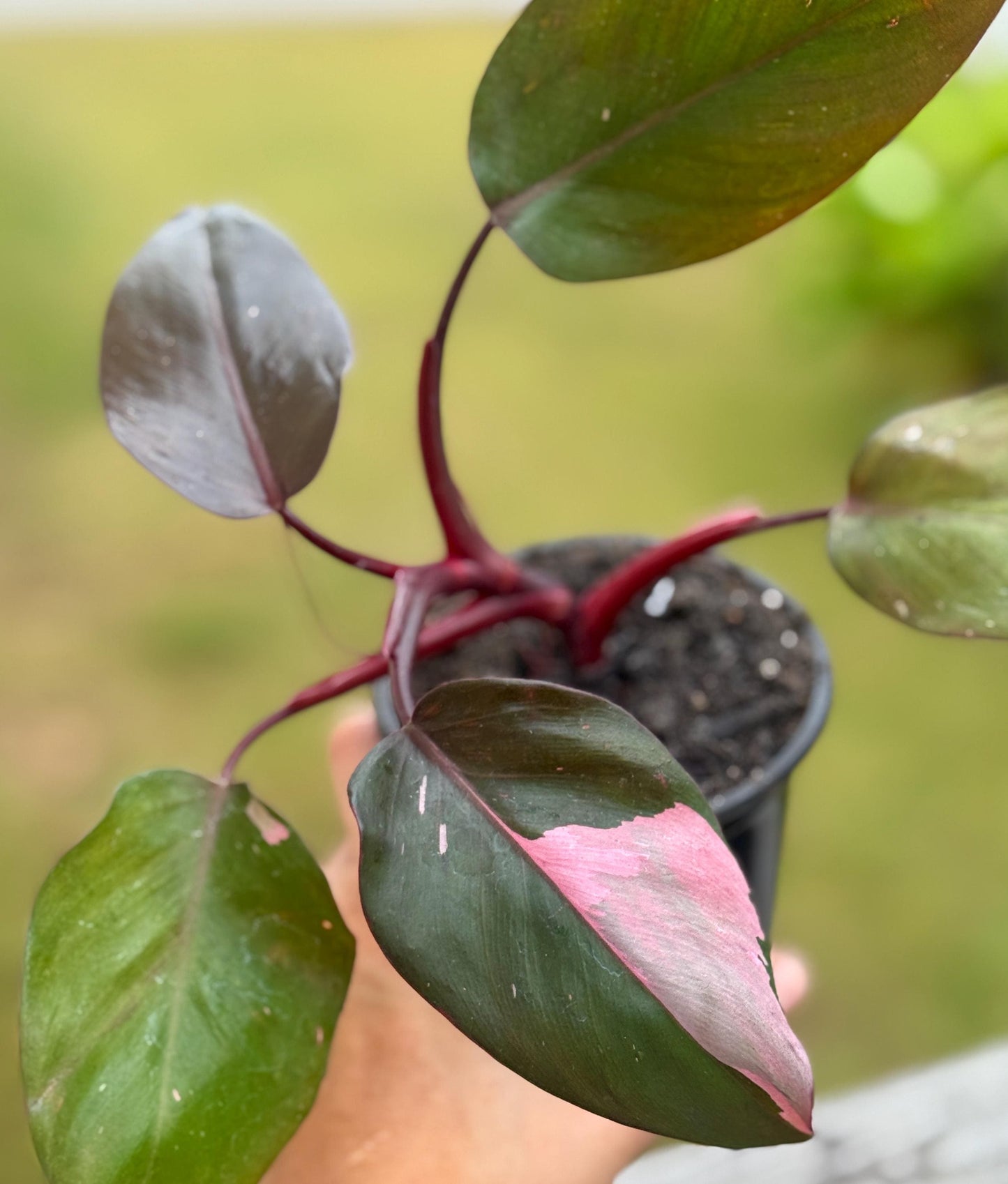 Live Pink Princess Philodendron Starter Plant (3–6”)