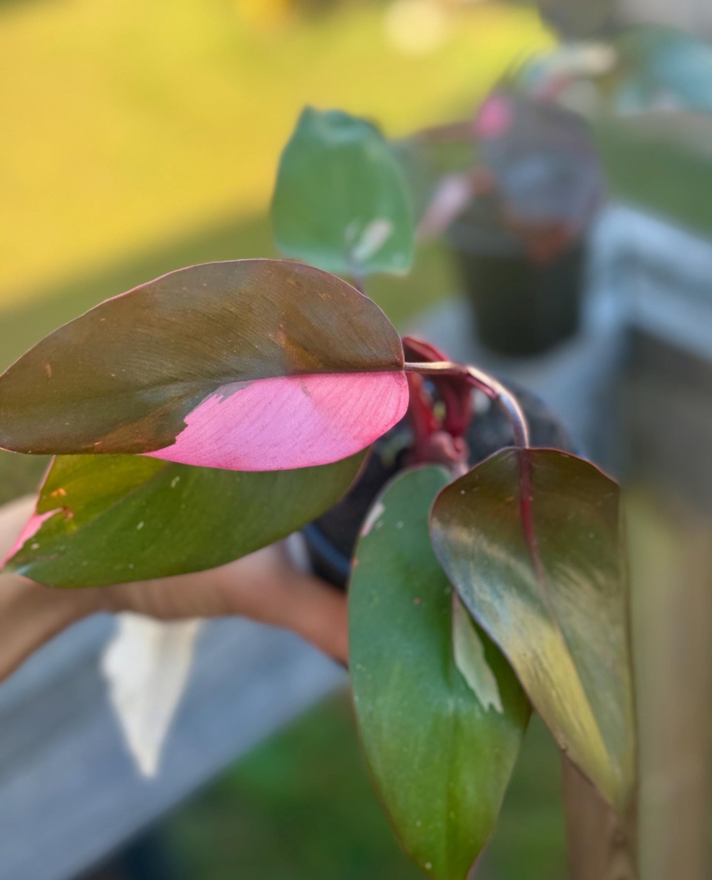 Live Pink Princess Philodendron Starter Plant (3–6”)