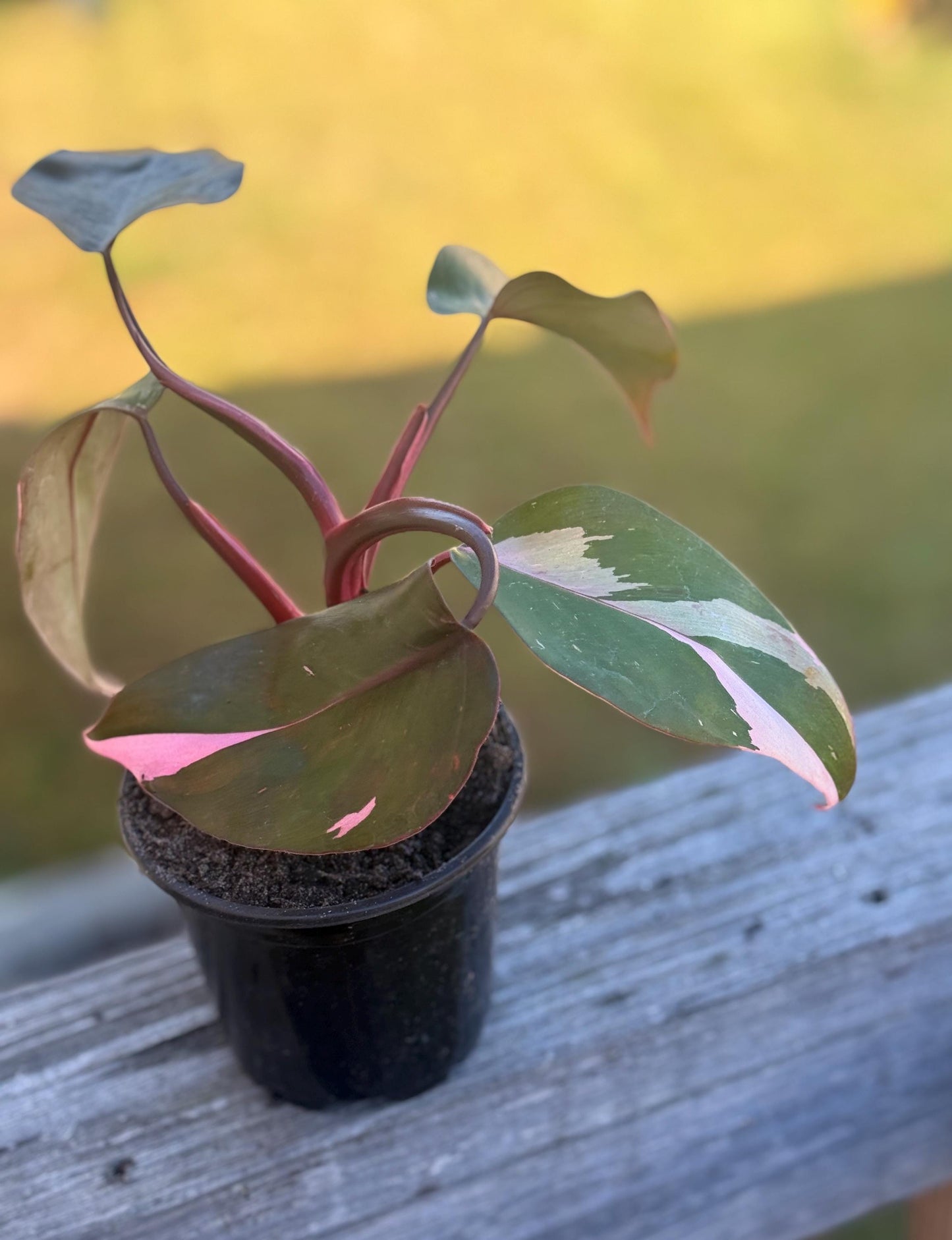 Live Pink Princess Philodendron Starter Plant (3–6”)