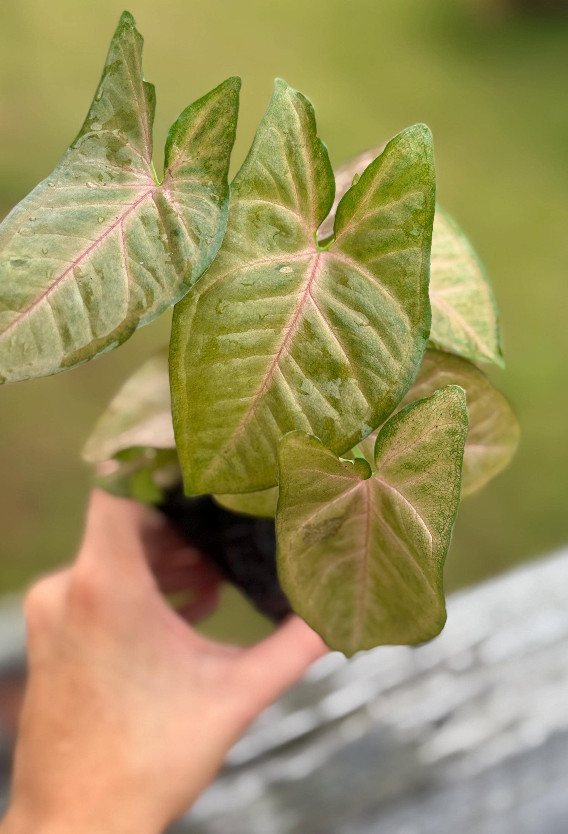 Live Syngonium ‘Strawberry Cream’ Starter Plant (4–7”)