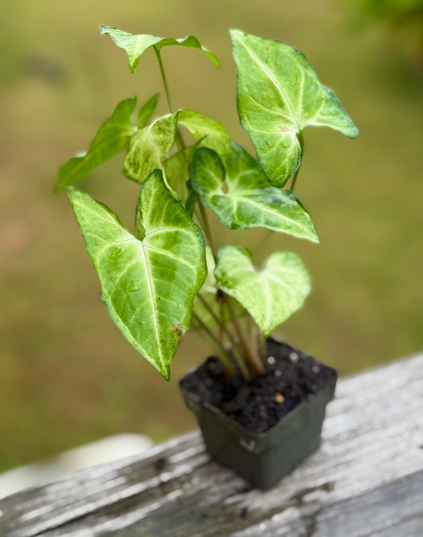 Live Syngonium ‘White Butterfly’ Starter Plant (4–7”)