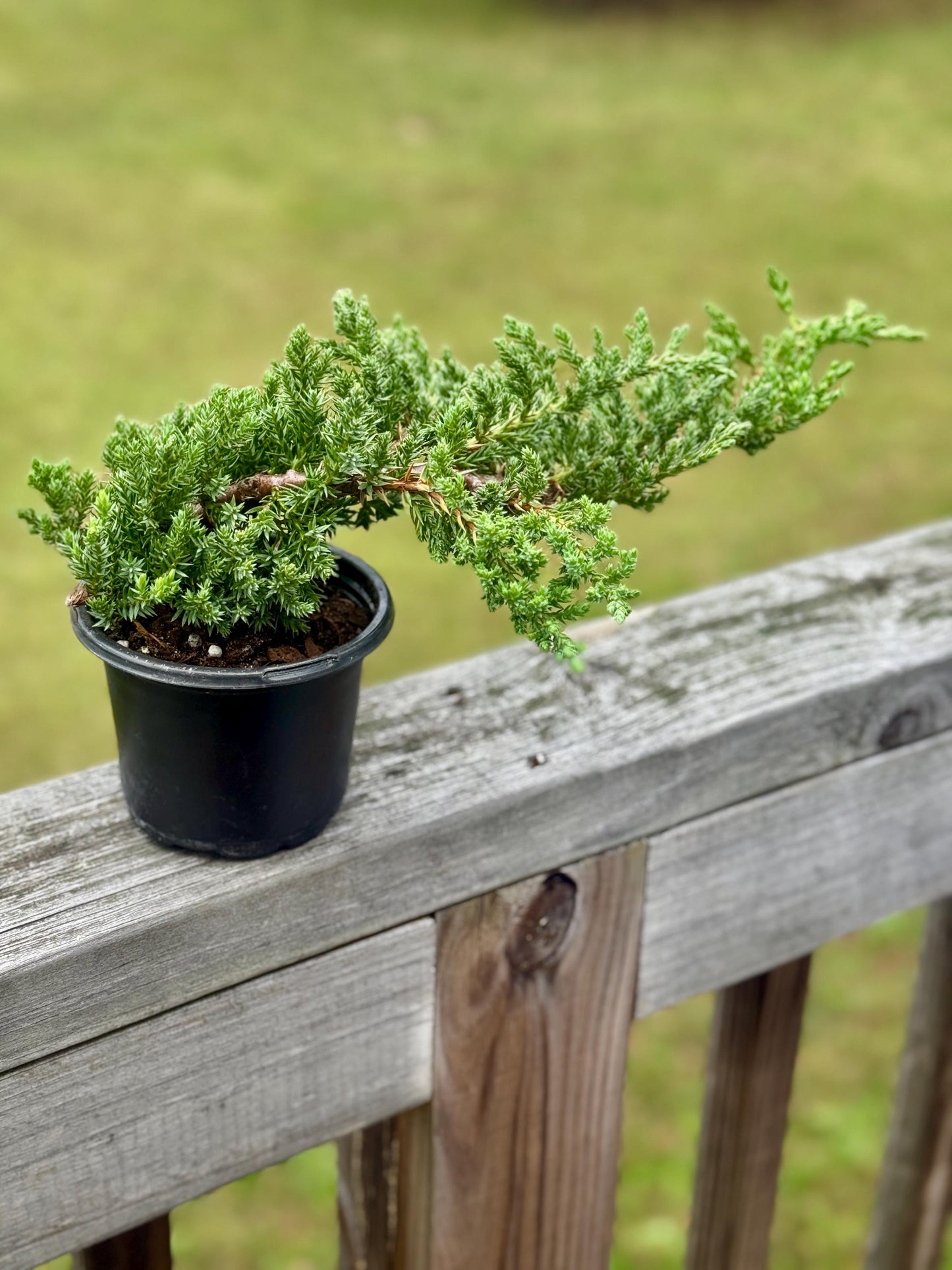 Juniper Procumbens ‘Nana’ Bonsai – 4” Live Starter Tree