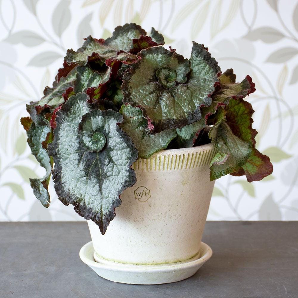 Escargot Begonia Rex (Starter Plant, 2–4”) – Shipped in Fabric Pot