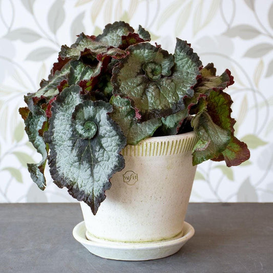 Escargot Begonia Rex (Starter Plant, 2–4”) – Shipped in Fabric Pot