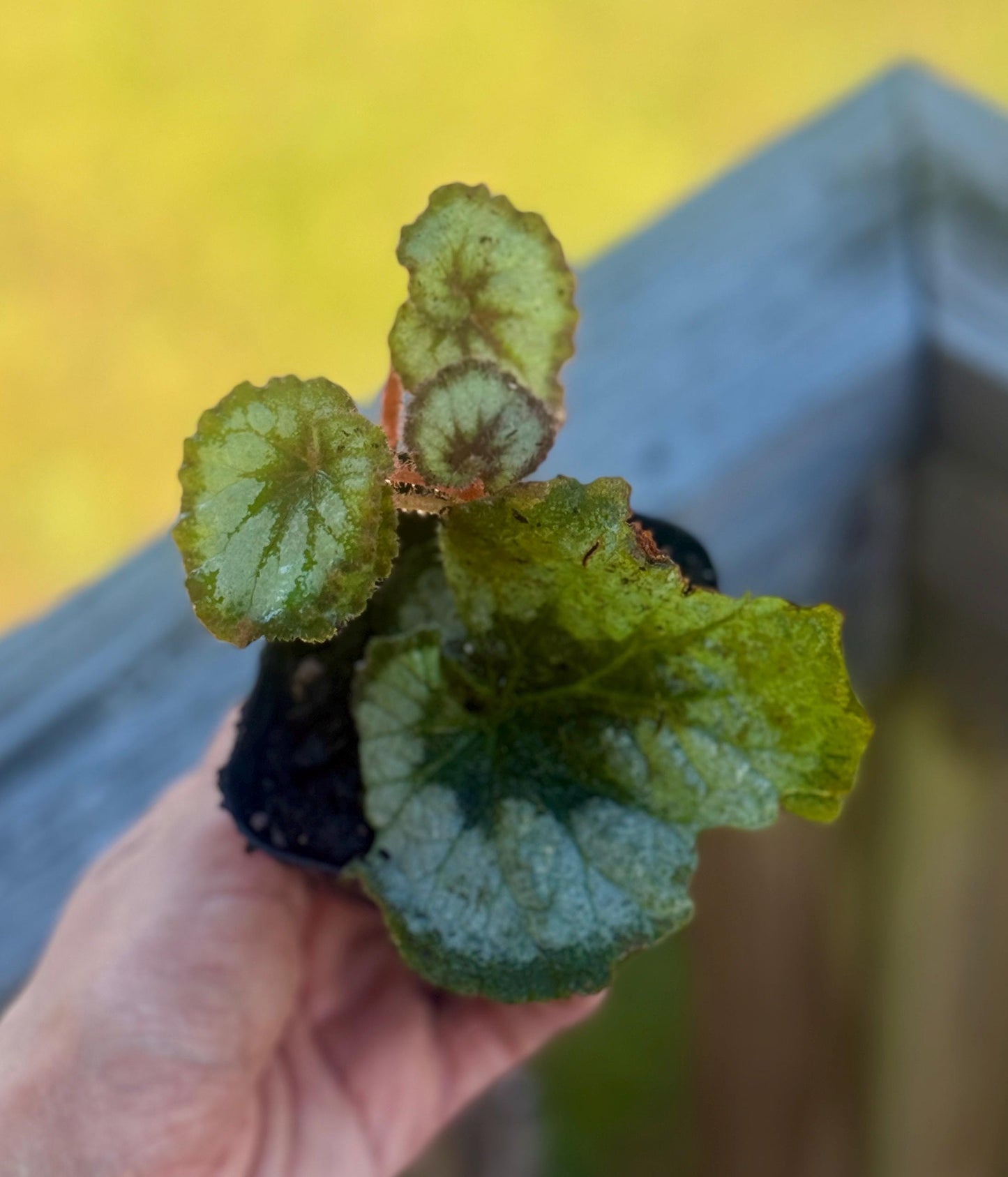Escargot Begonia Rex (Starter Plant, 2–4”) – Shipped in Fabric Pot