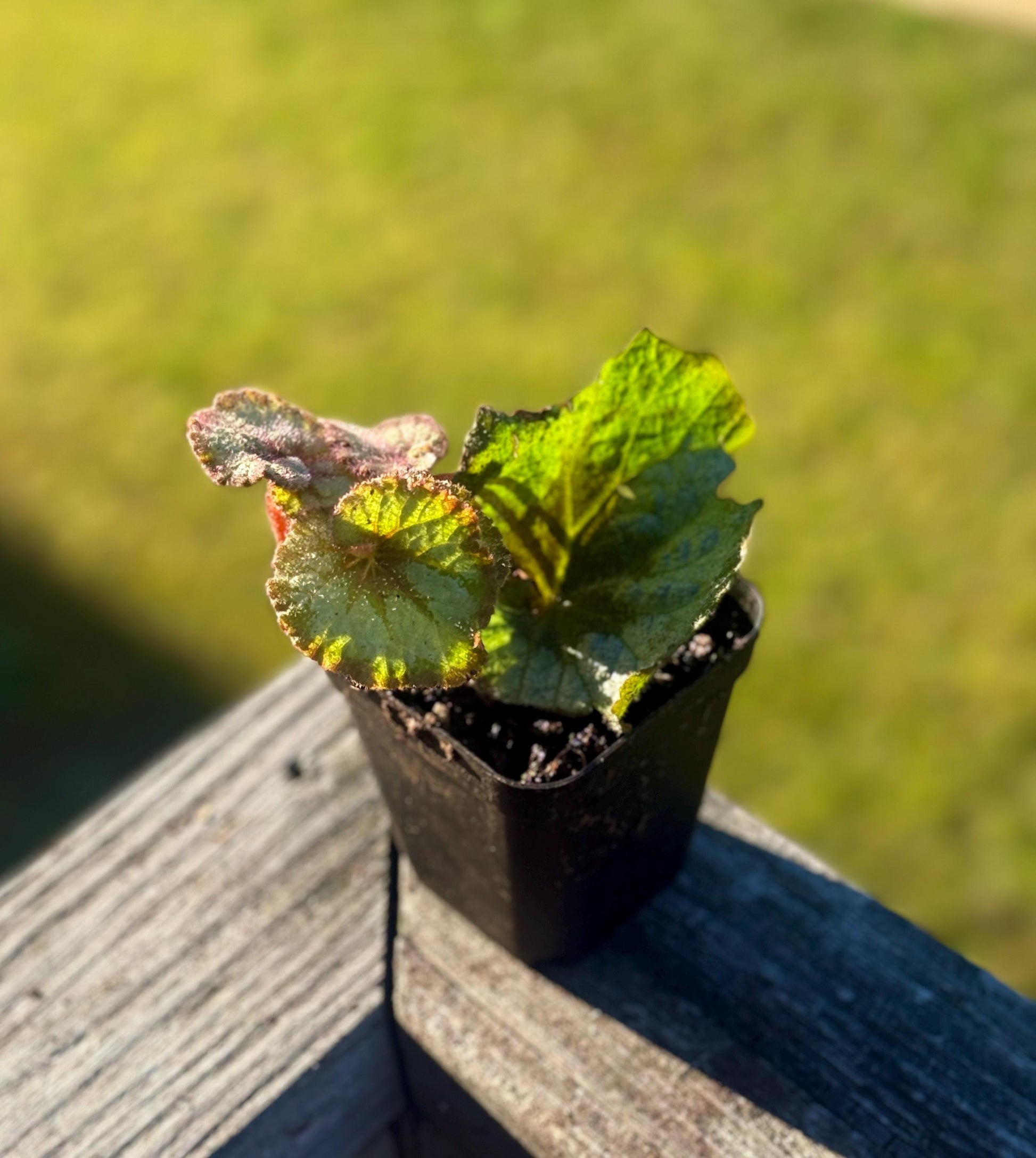 Escargot Begonia Rex (Starter Plant, 2–4”) – Shipped in Fabric Pot