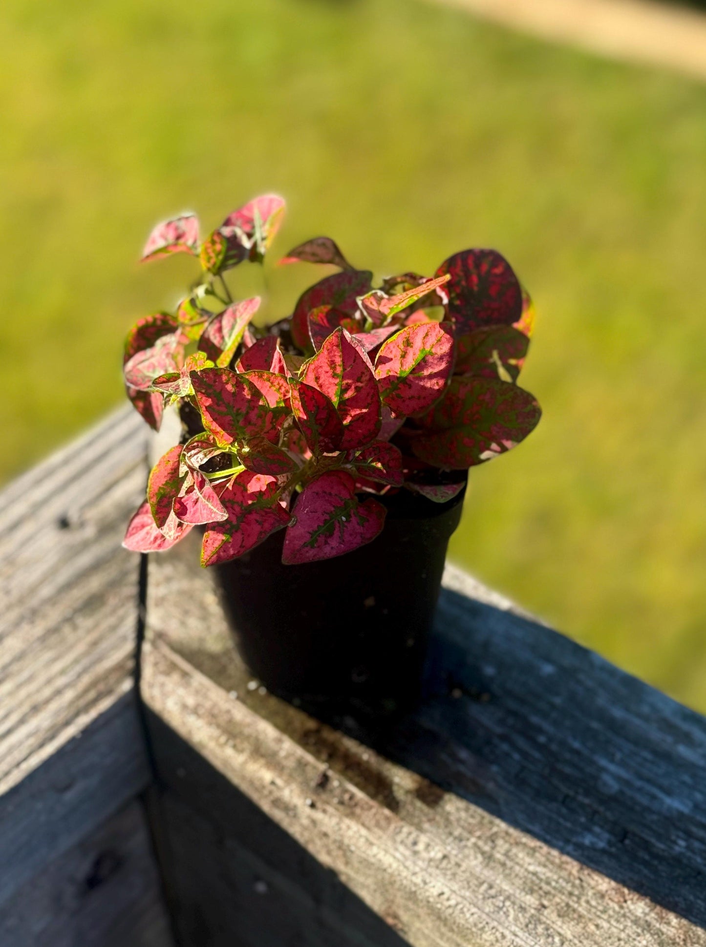 Starter Polka Dot Plant | Red Hypoestes | Colorful Live Houseplant