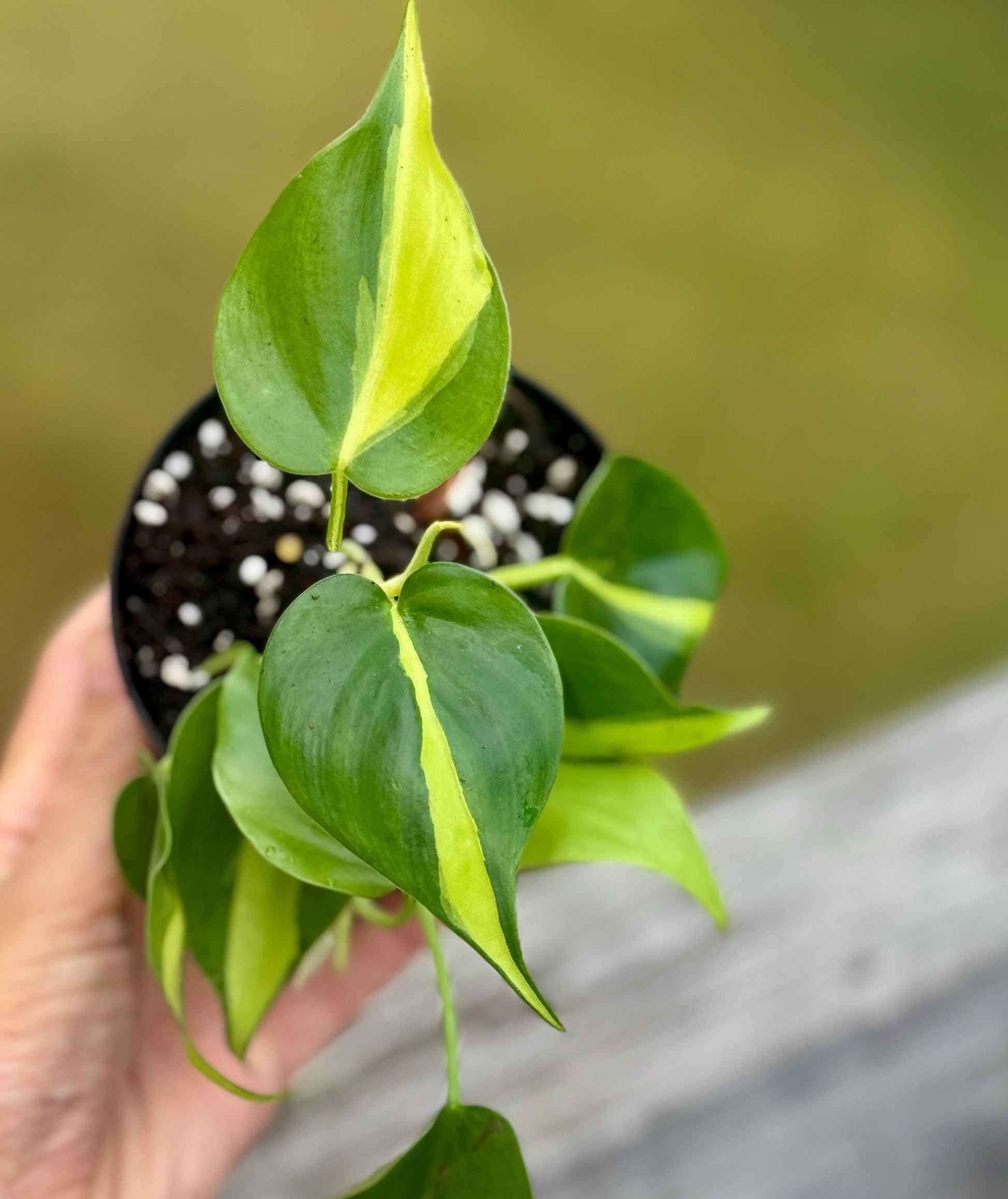 Live Philodendron ‘Brasil’ Starter Plant (2–4”)