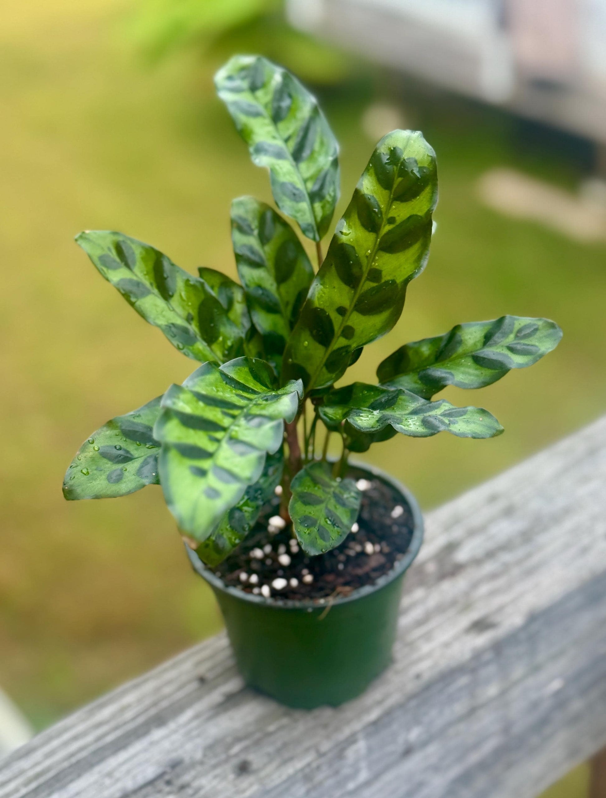 Live Calathea Rattlesnake Starter (4–6”)