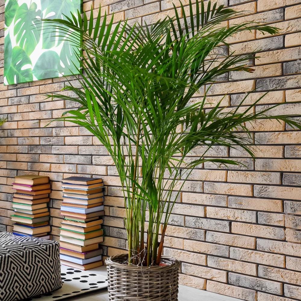 Live Parlor Palm Starter (3–6”)