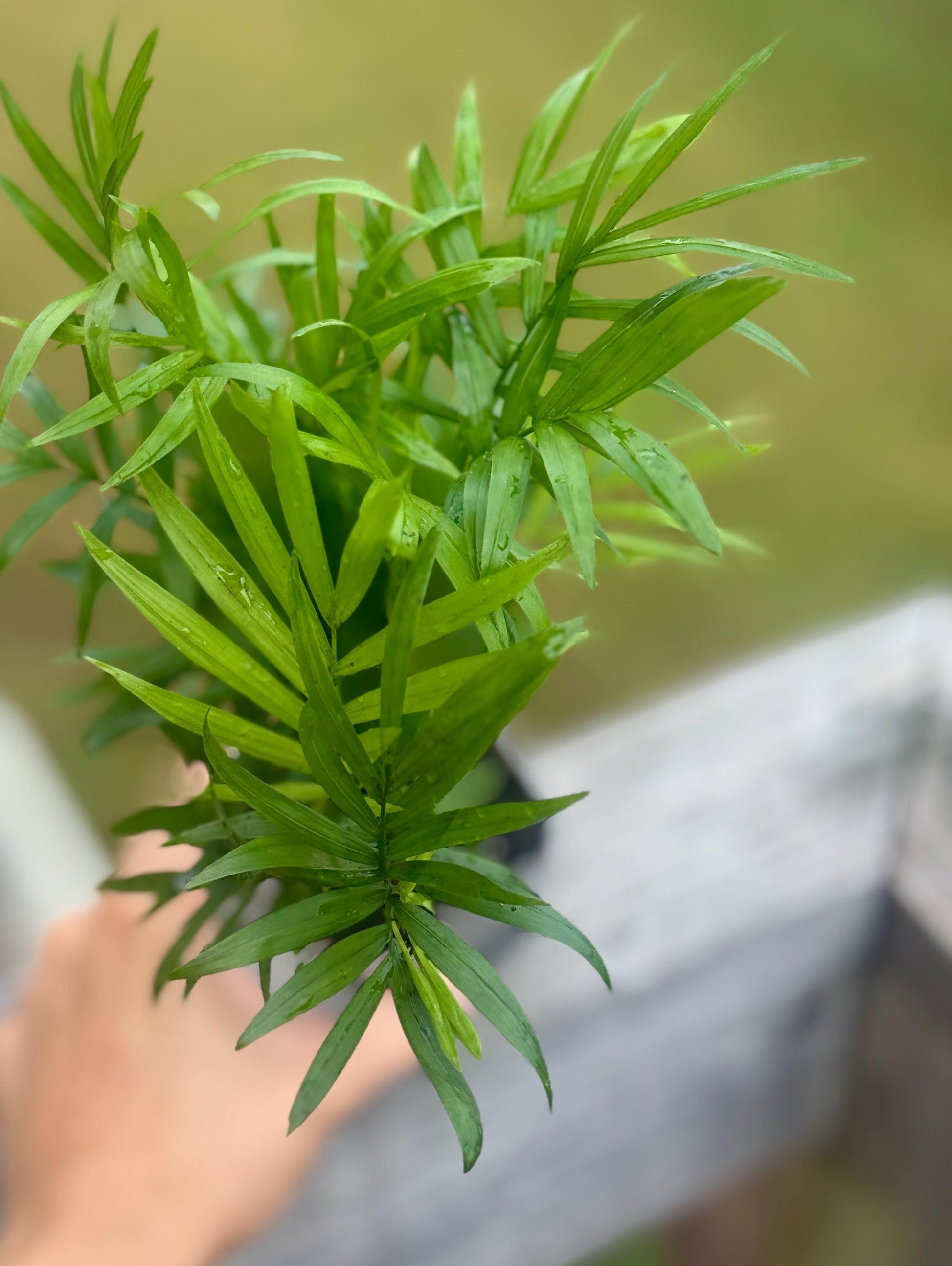 Live Parlor Palm Starter (3–6”)
