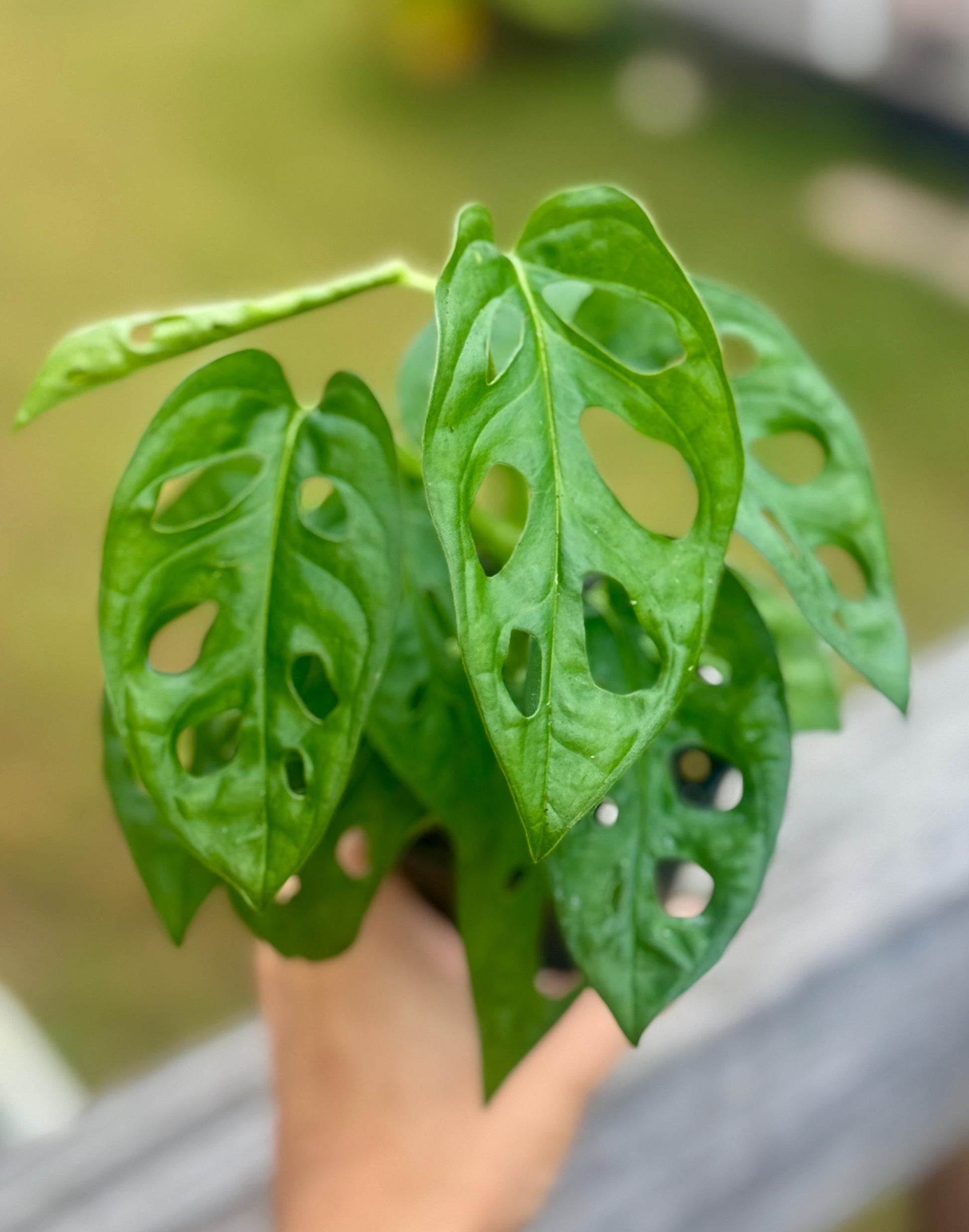 Live Monstera Adansonii ‘Swiss Cheese’ Starter (3–6”)