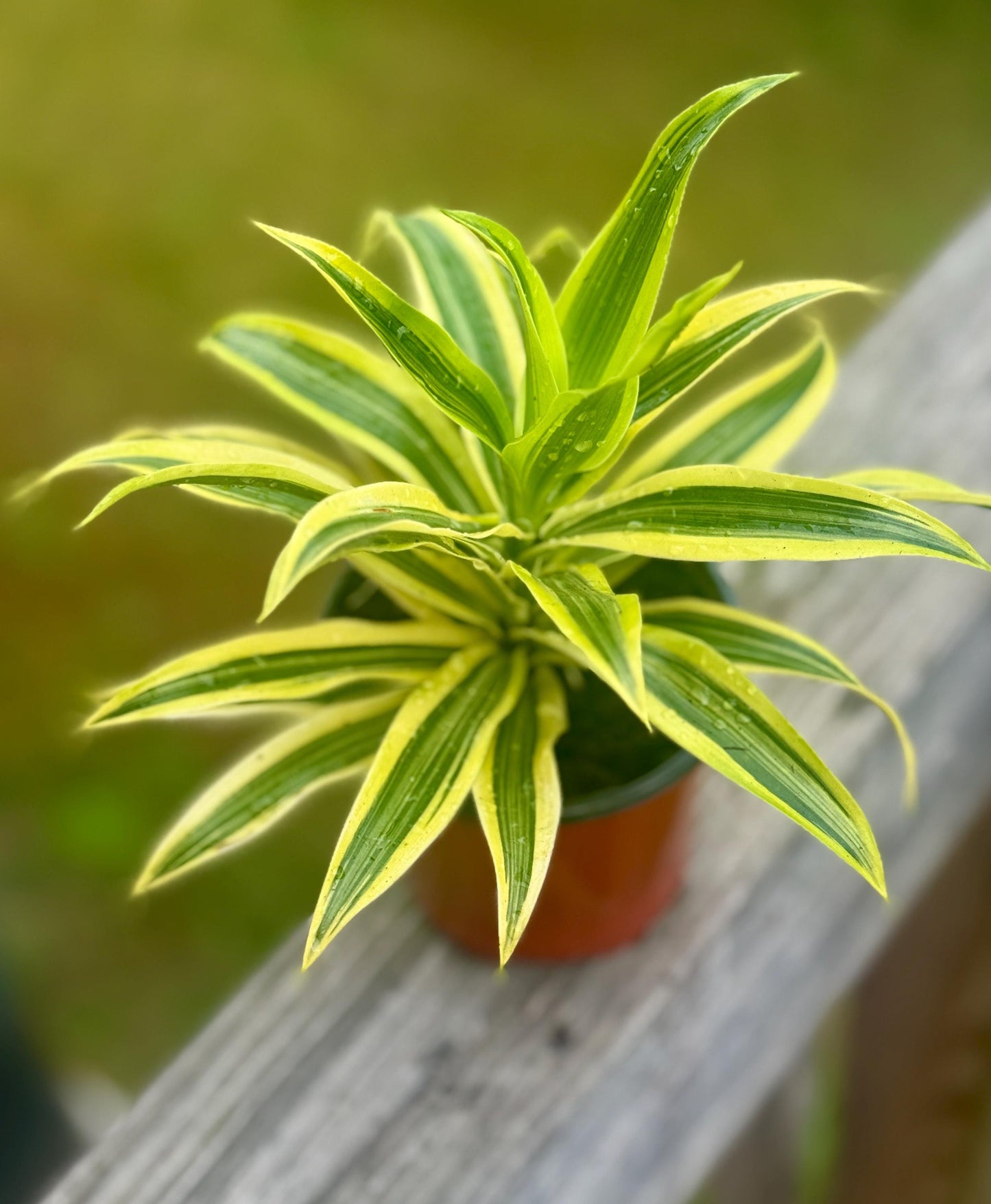 Live Dracaena ‘Song of India’ Starter Plant (4-5”)