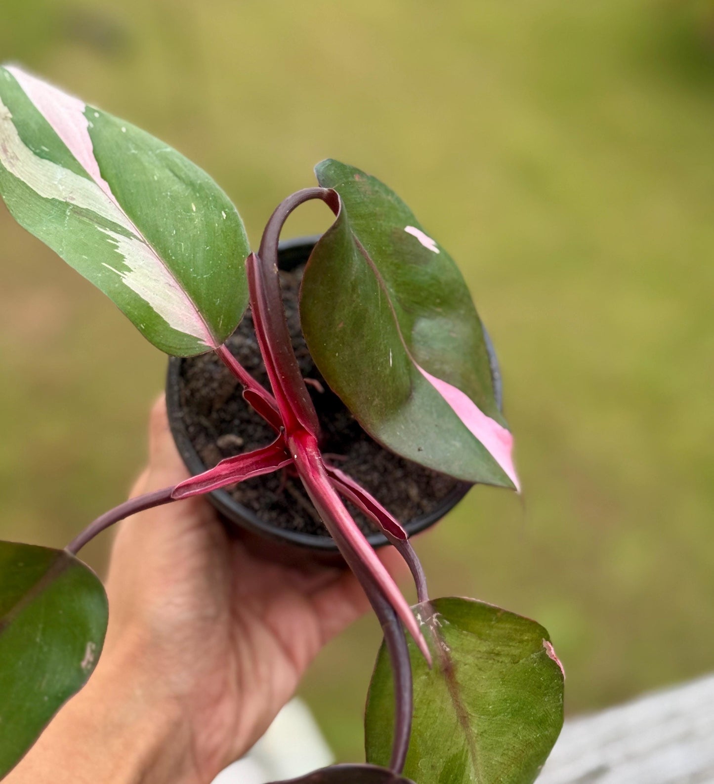 Live Pink Princess Philodendron Starter Plant (3–6”)
